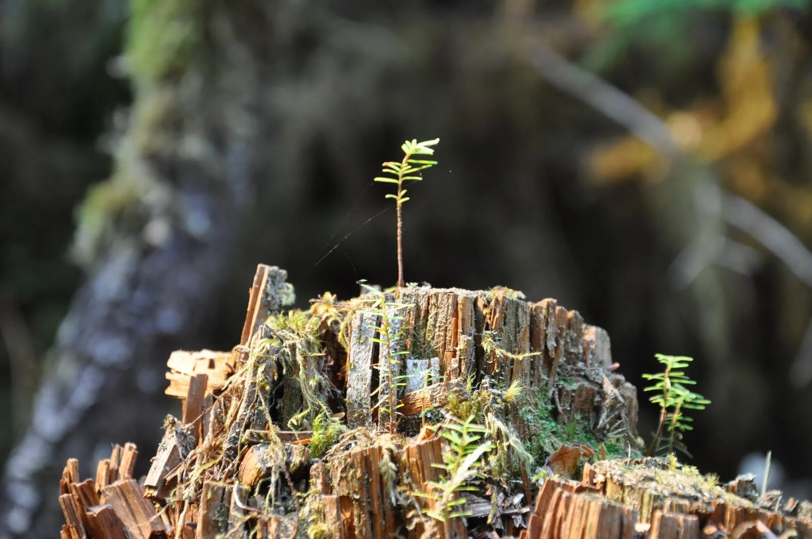 2011-09-09_18749 (1).JPG