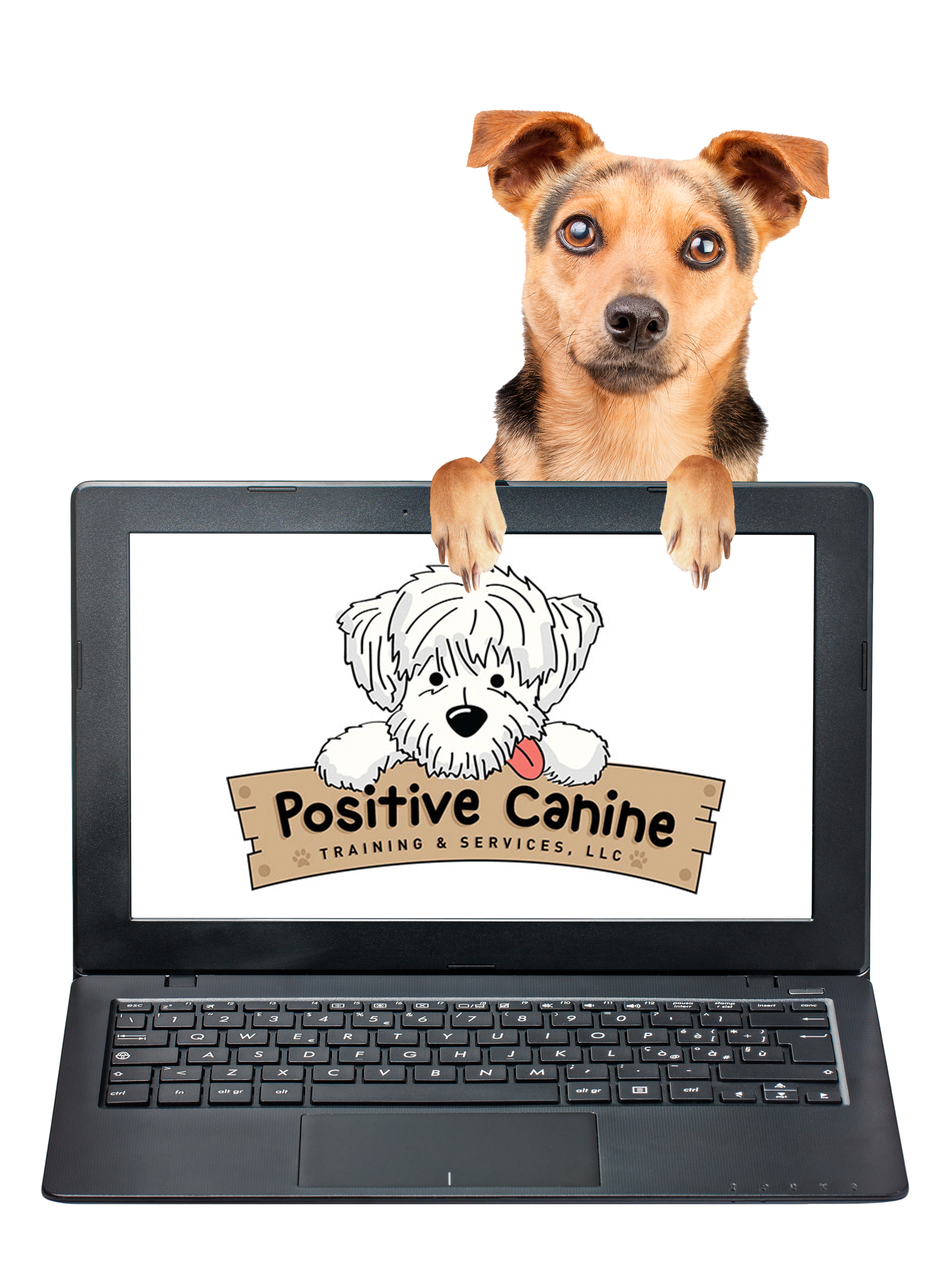 all positive dog training