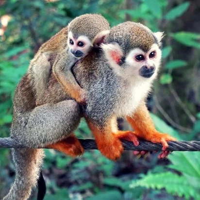 Meet Local Wildlife Sloths, monkeys, birds, oh my!