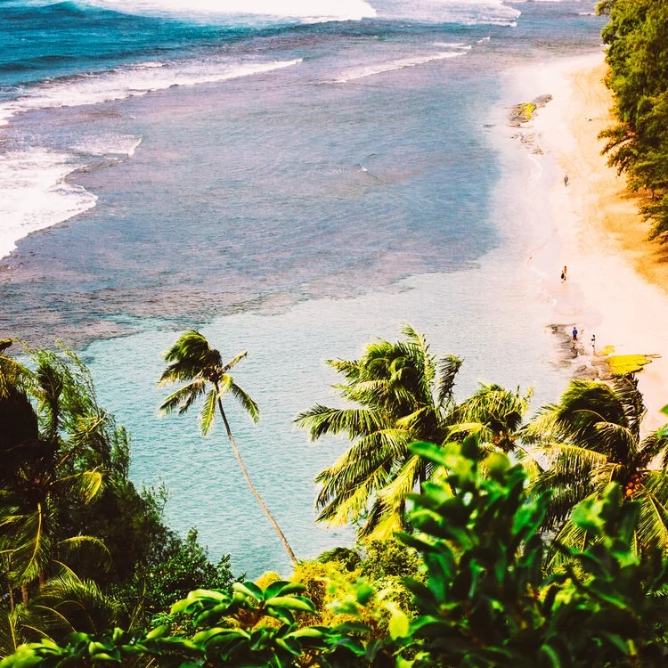 Experience Nature IRL Palm trees and ocean waves