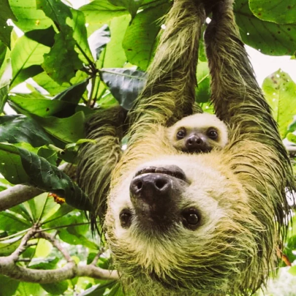 sloth-5792572159764-5795de0346a18-2.jpg