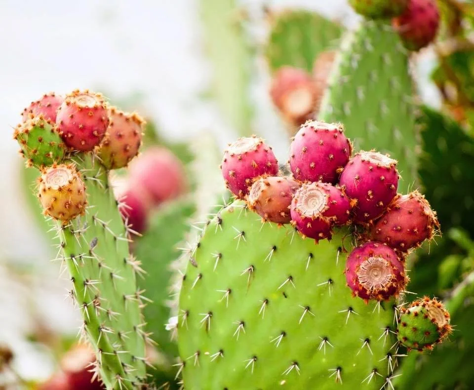 Prickly pear