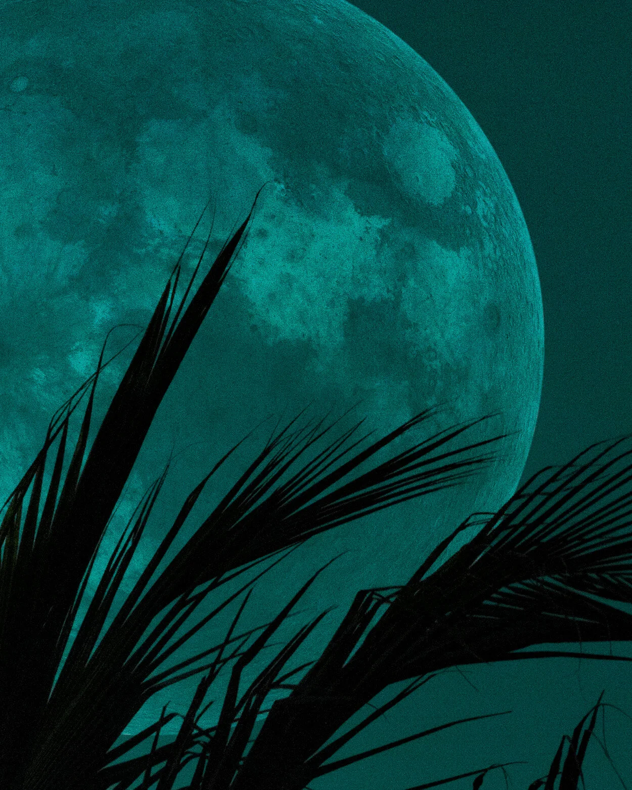 NEW MOON3.jpg