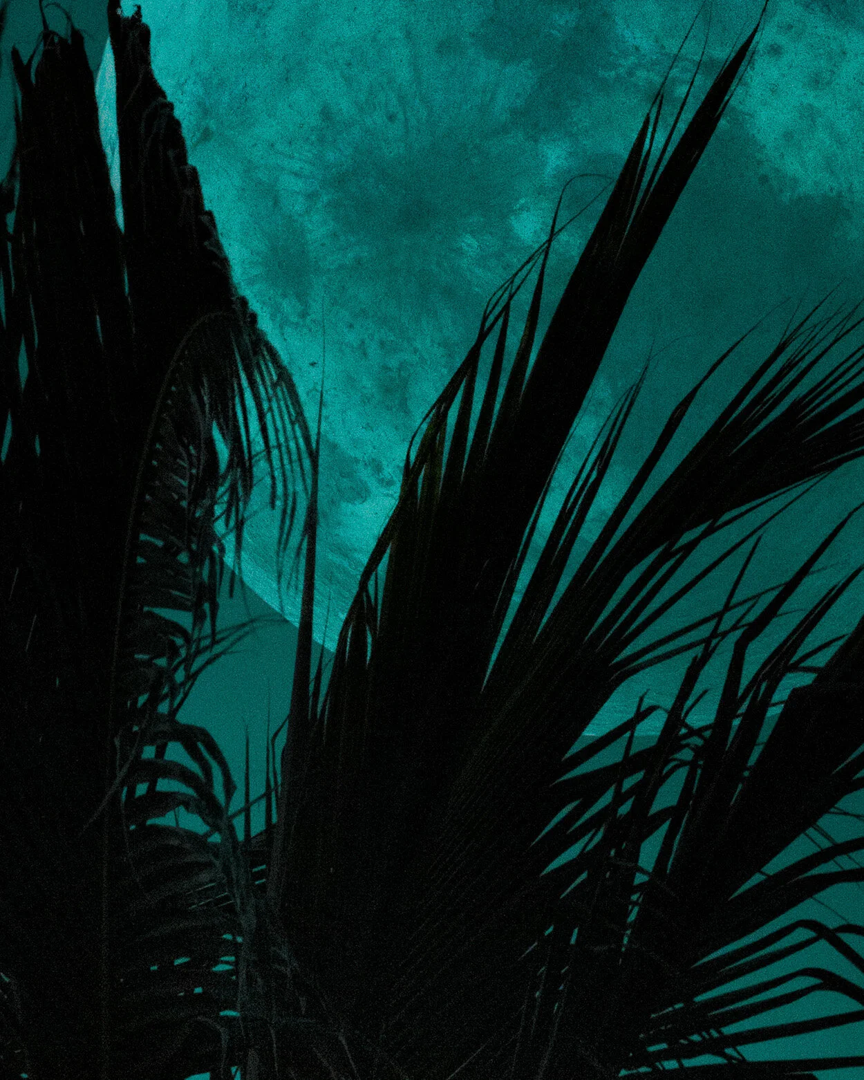 NEW MOON4.jpg
