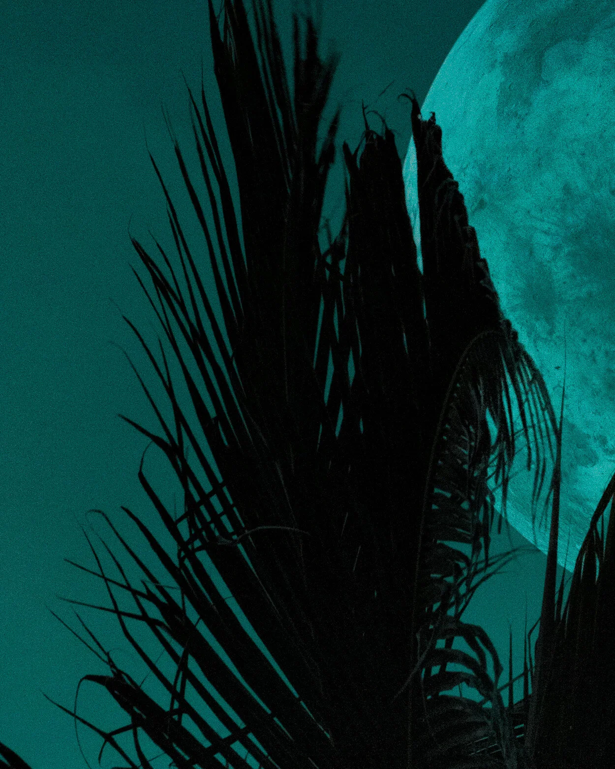 NEW MOON5.jpg
