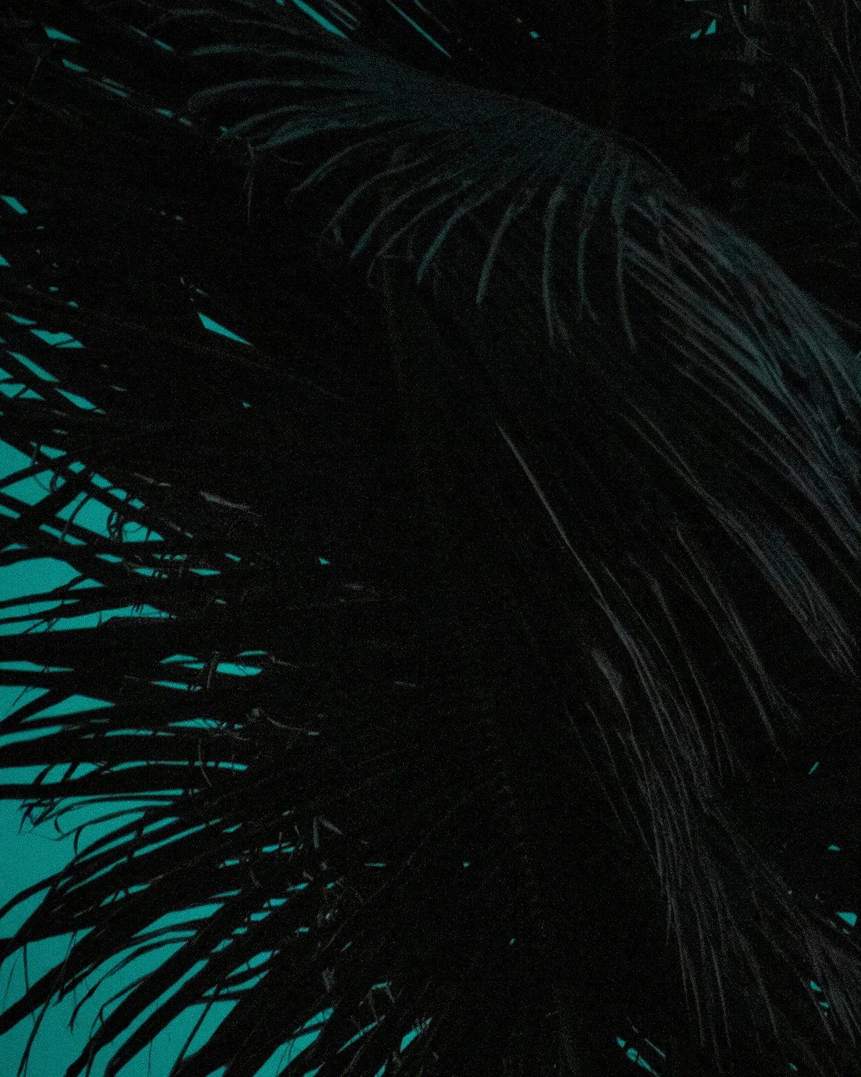 NEW MOON6.jpg