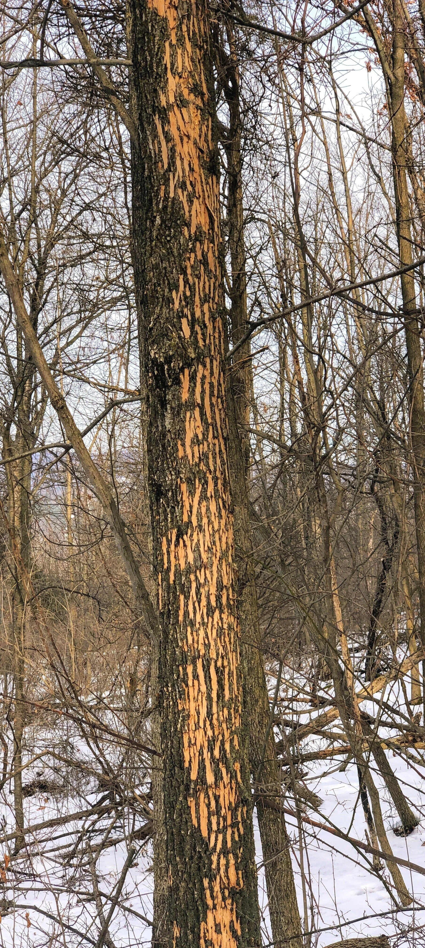 What is Eating My Trees?