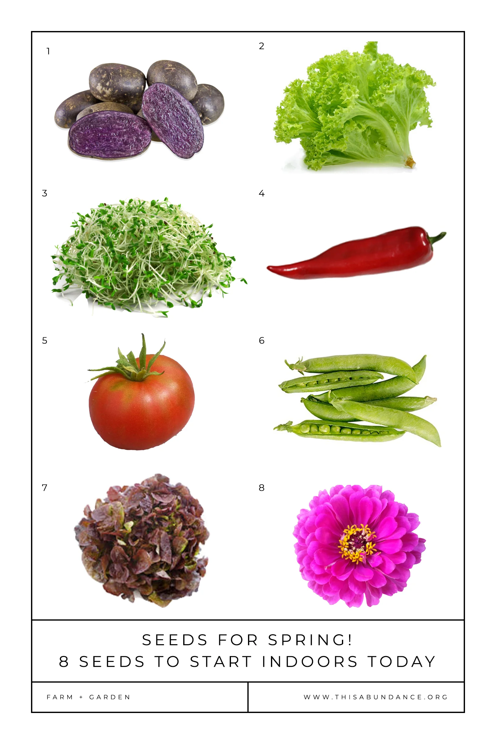 SpringSeedsPIN2018.jpg