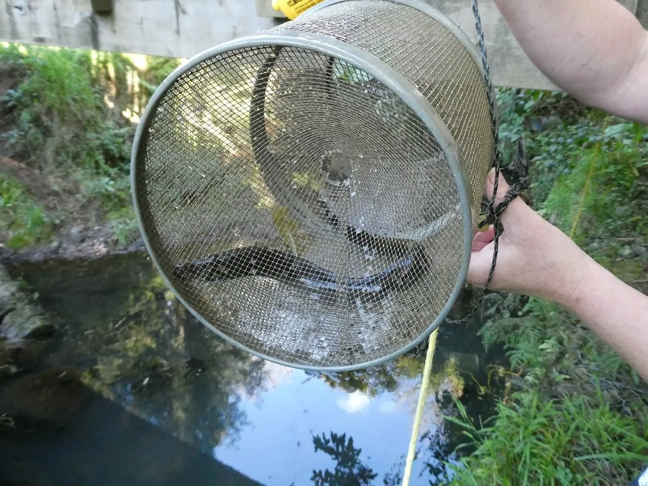 Community members exploring stream during the Love Your Awa workshop in Auckland