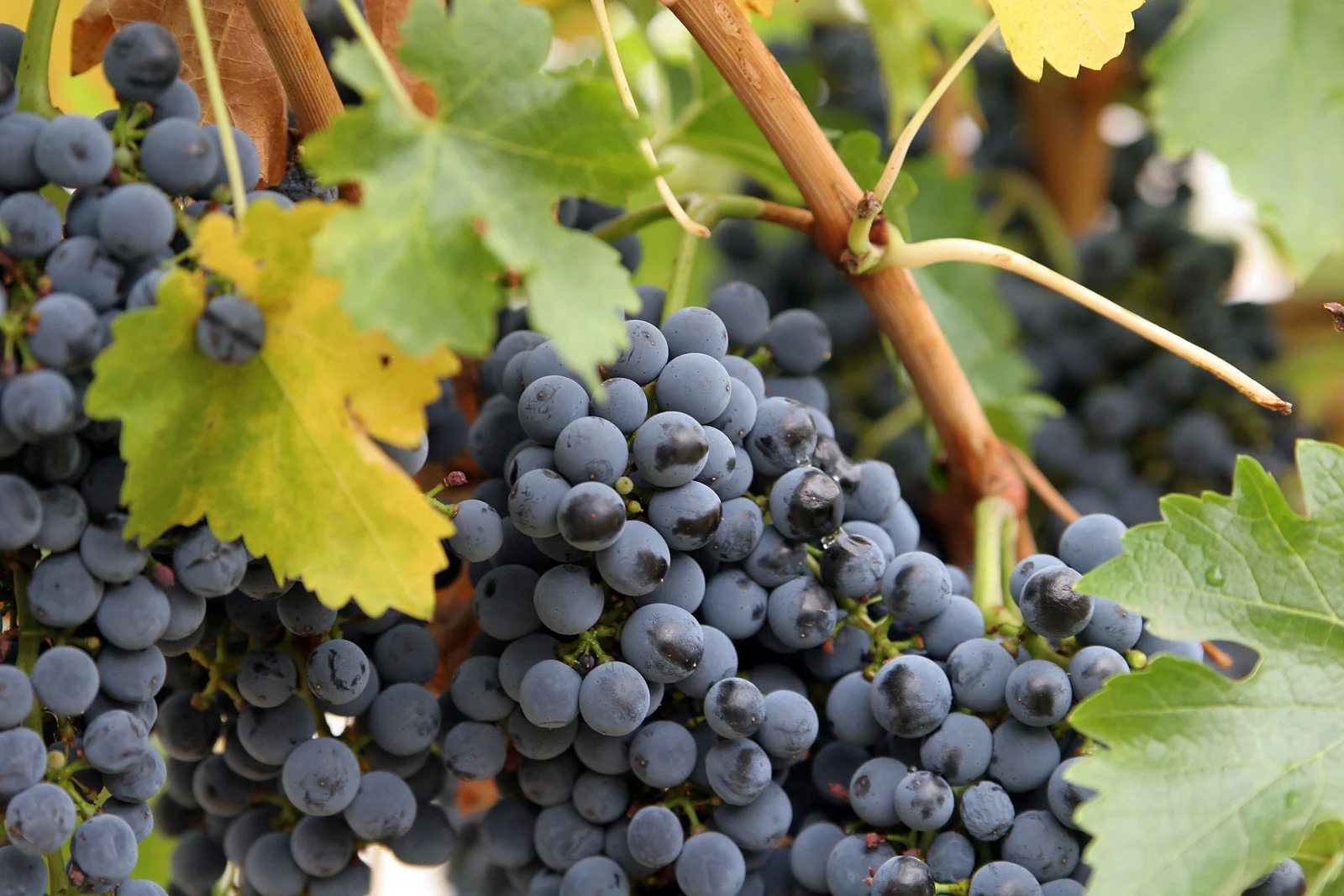 Close_up_grapes.jpg