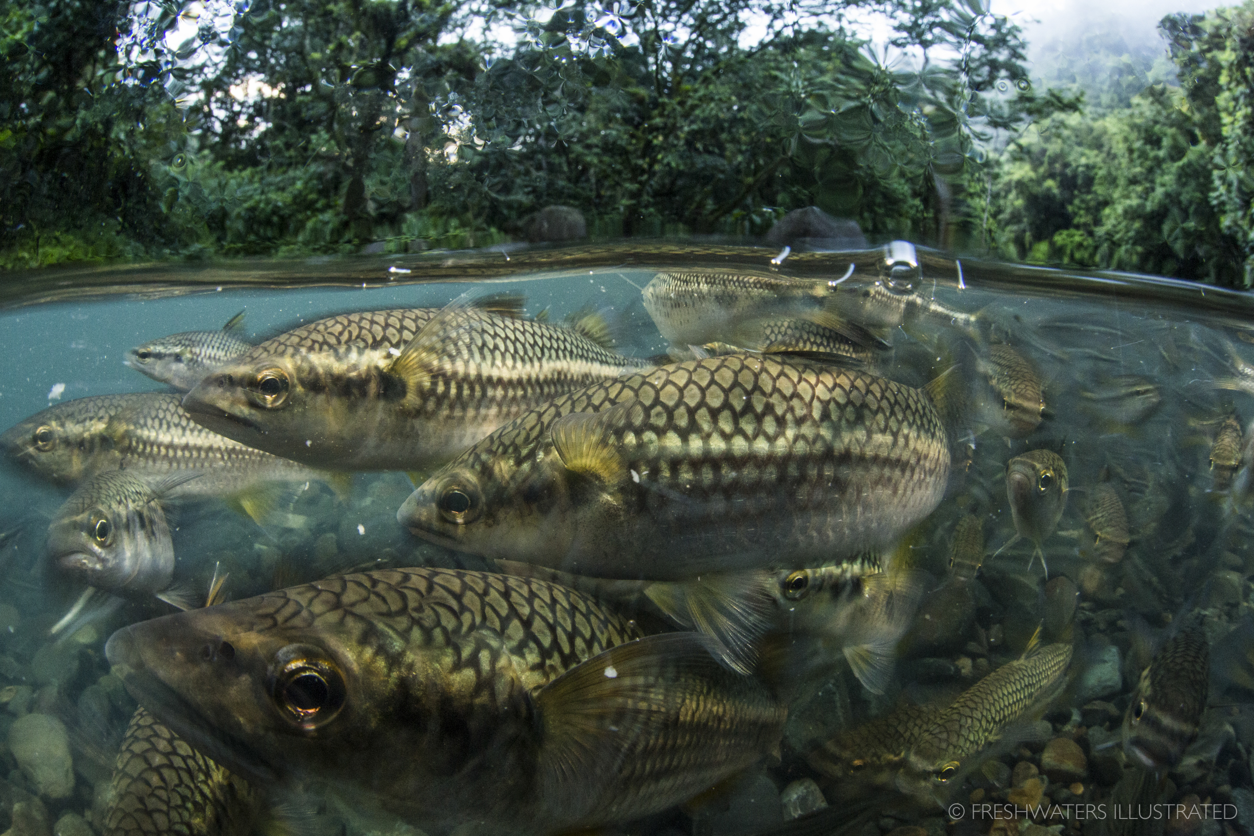  Schooling dajao (mountain mullet) in Puerto Rico’s free flowing Rio Mameyes. Designated as a wild and scenic river in the El Yunque National Forest, the Rio Mameyes supports an array of plant and animal life including five species of freshwater fish