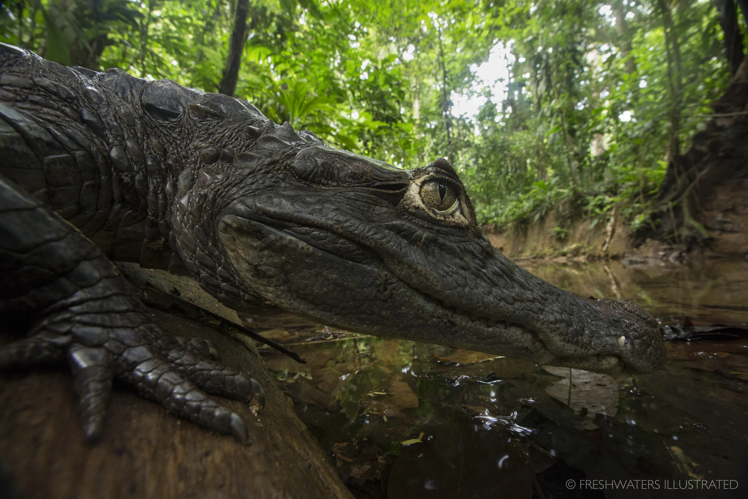 Spectacled caiman (Caiman crocodilus) resting on the bank Creek Azul, Costa Rica