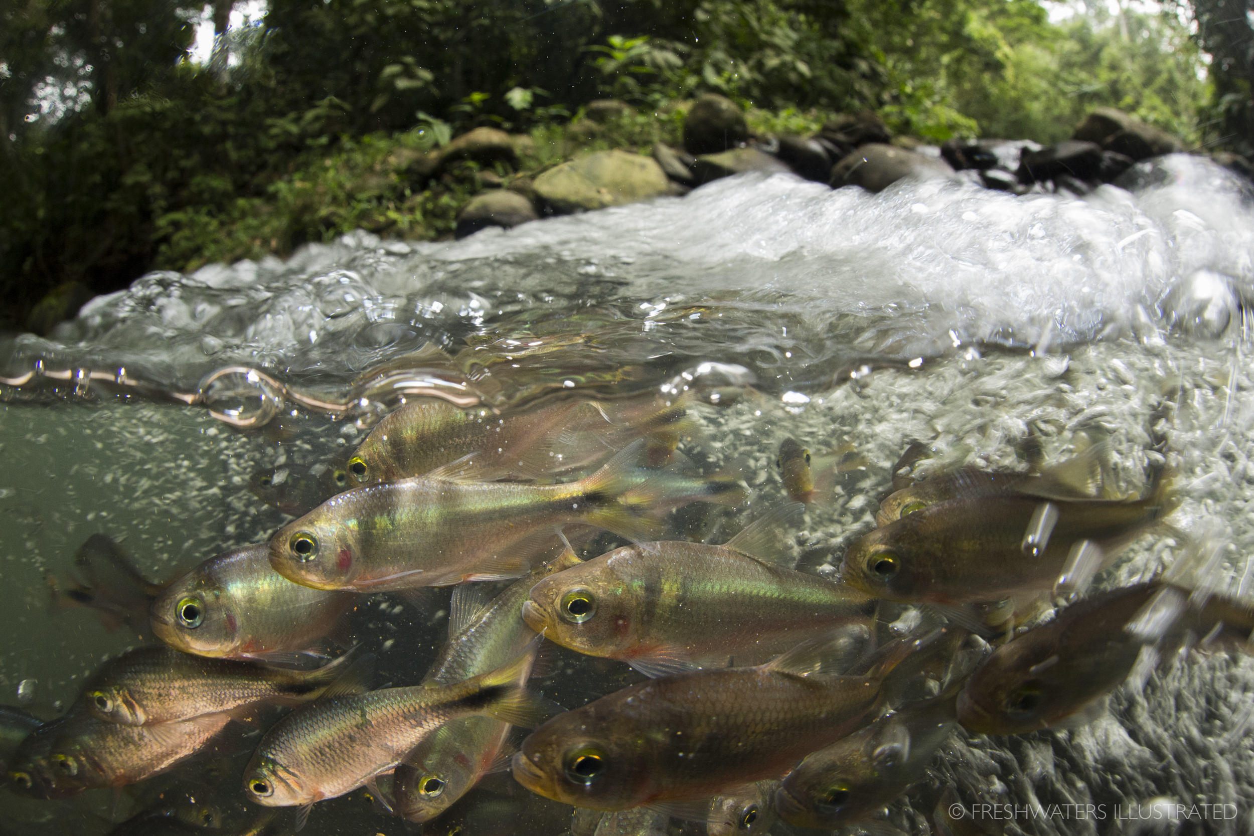  Rio Carbon, Costa Rica Schooling Creek Tetra (Bryconamericus scleroparius) 