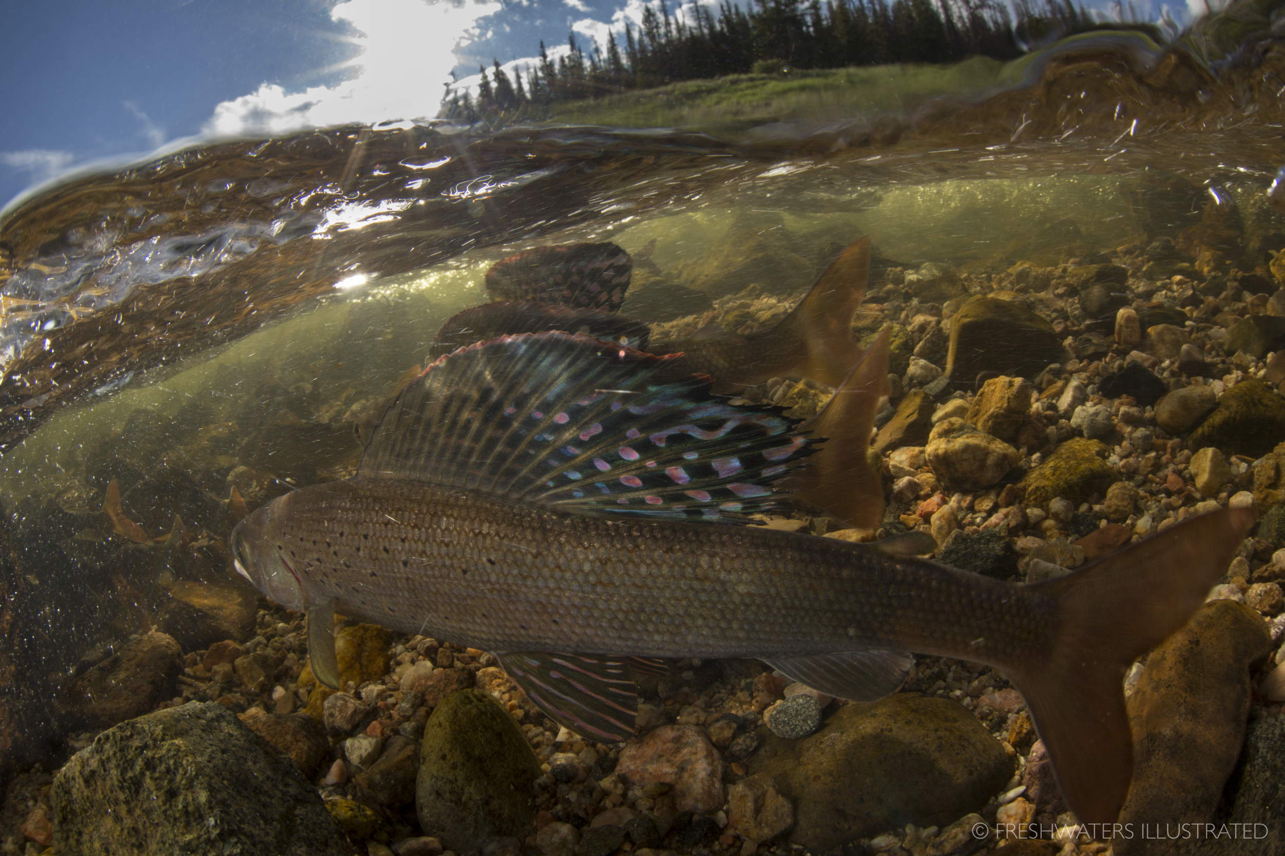  Male arctic grayling (Thymallus arcticus) raise thier large dorsal fins as they fight for prime spawning habitat. Joe Wright Creek, Colorado  www.FreshwatersIllustrated.org  