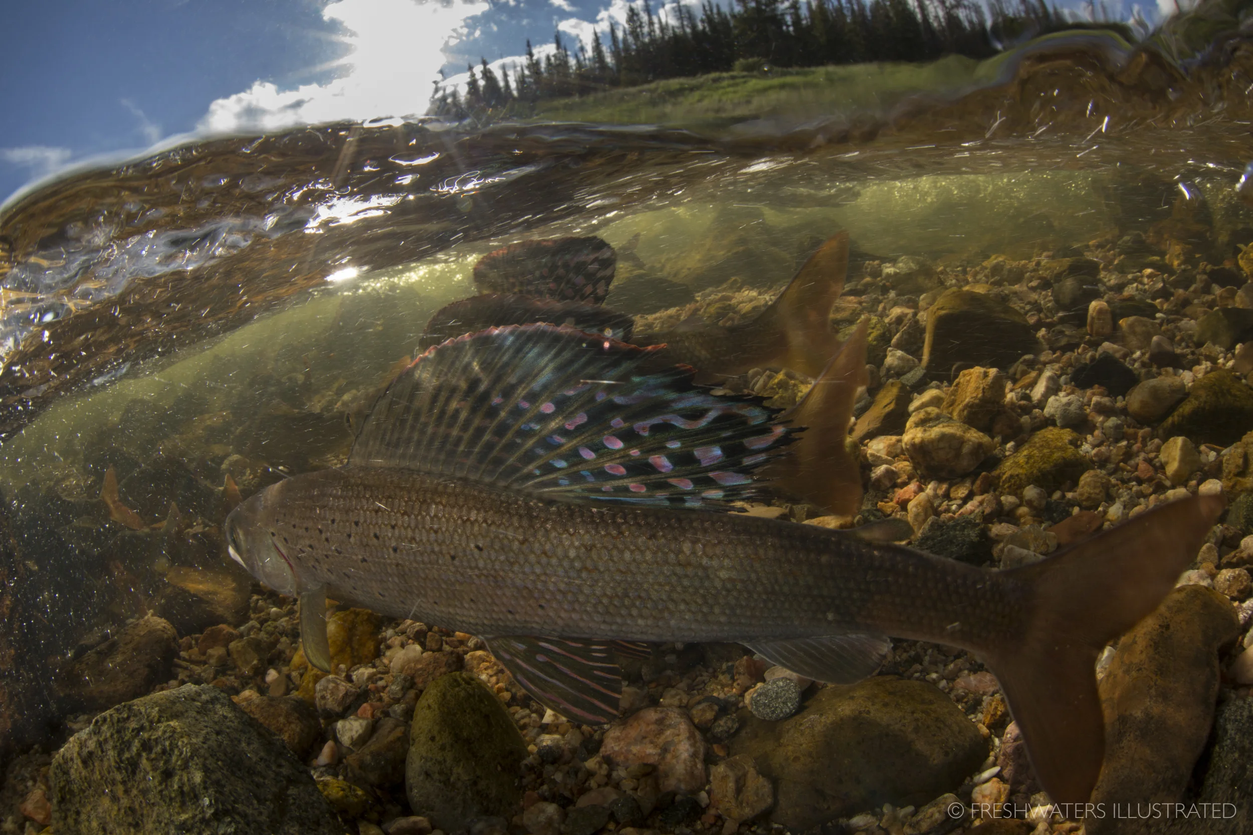 Male arctic grayling (Thymallus arcticus) raise thier large dorsal fins as they fight for prime spawning habitat. Joe Wright Creek, Colorado www.FreshwatersIllustrated.org