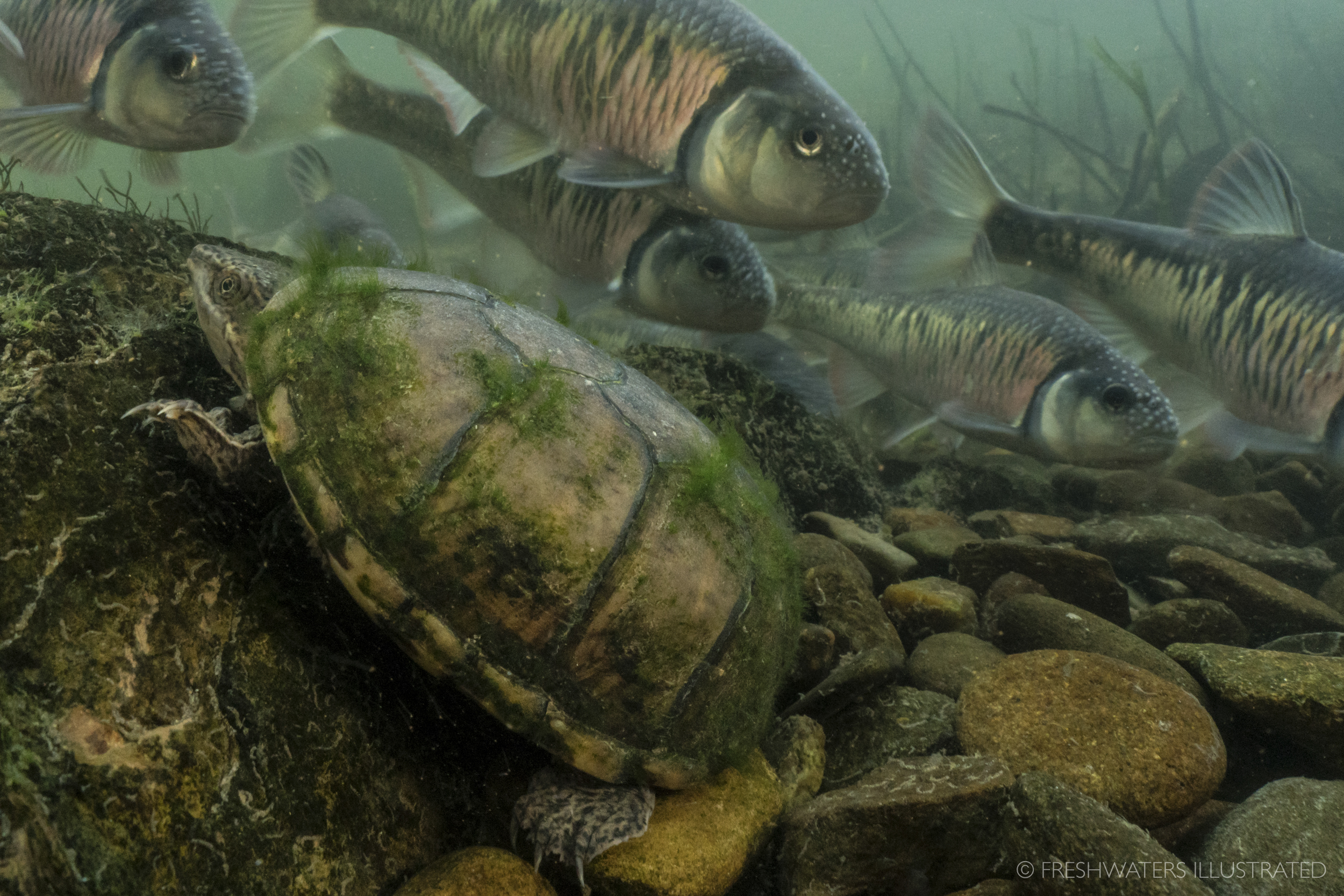  A curious musk turtle (Sternotherus odoratus) sneaks past a school of spawning striped shiners (Luxilus chrysocephalus). Little River, Tennessee  www.FreshwatersIllustrated.org  
