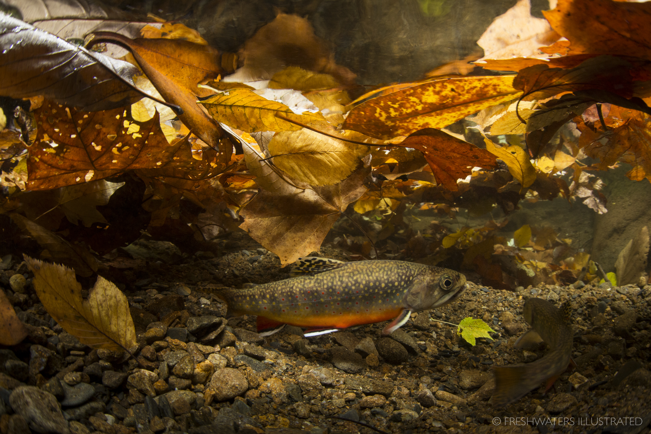  Hidden beneath a layer of freshly fallen leaves a pair of Southern Appalachian brook trout perform their annual mating courtship in the Great Smoky Mountains National Park. Nearly wiped out, these iconic fish are now making a comeback. Smoky Mountai