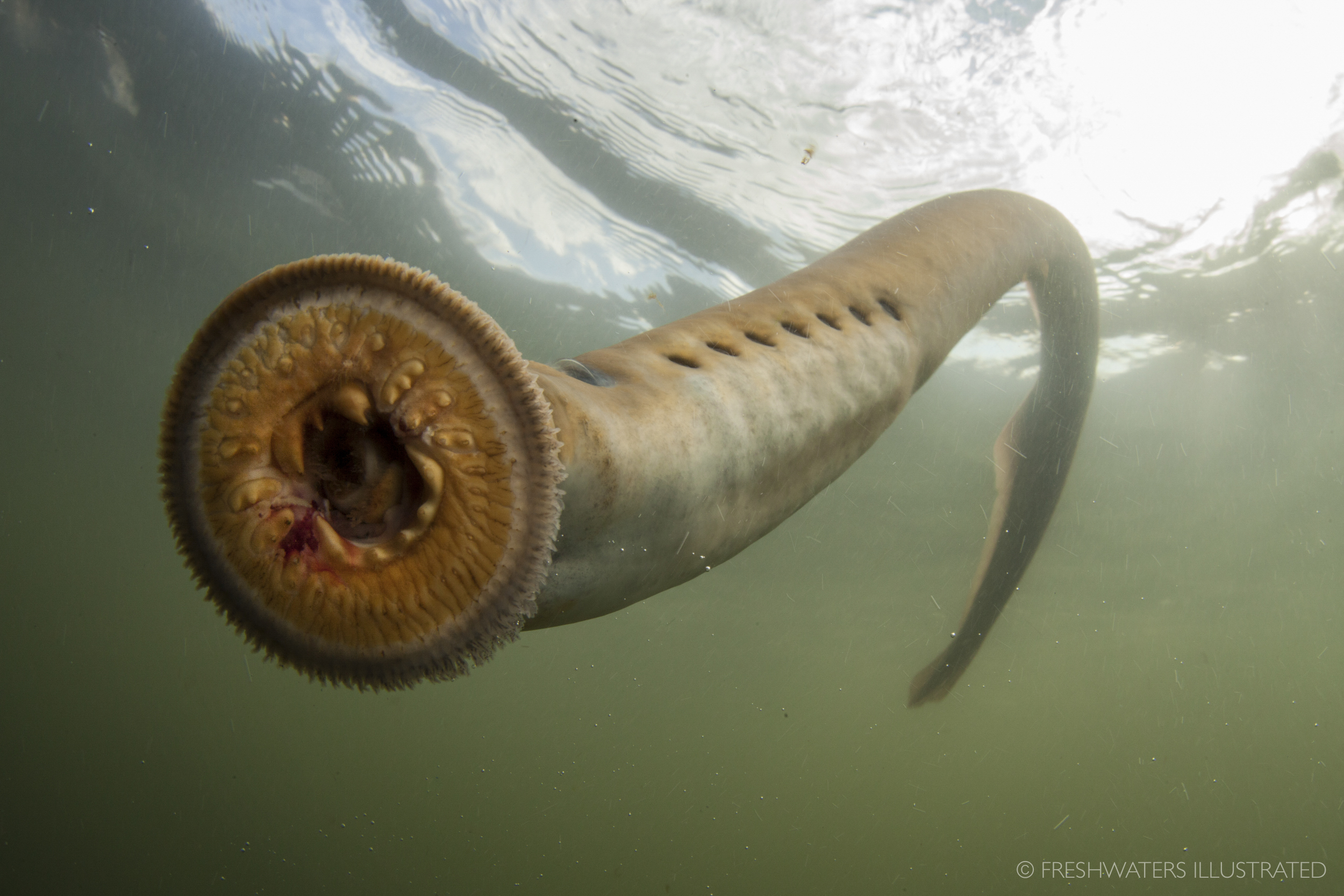  Pacific Lamprey (Lampetra tridentata) are the oldest living lineage of vertebrates, and have changed very little over the last 450 million years. Unfortunately, dams and pollutants have caused populations of this ancient fish species to crash throug