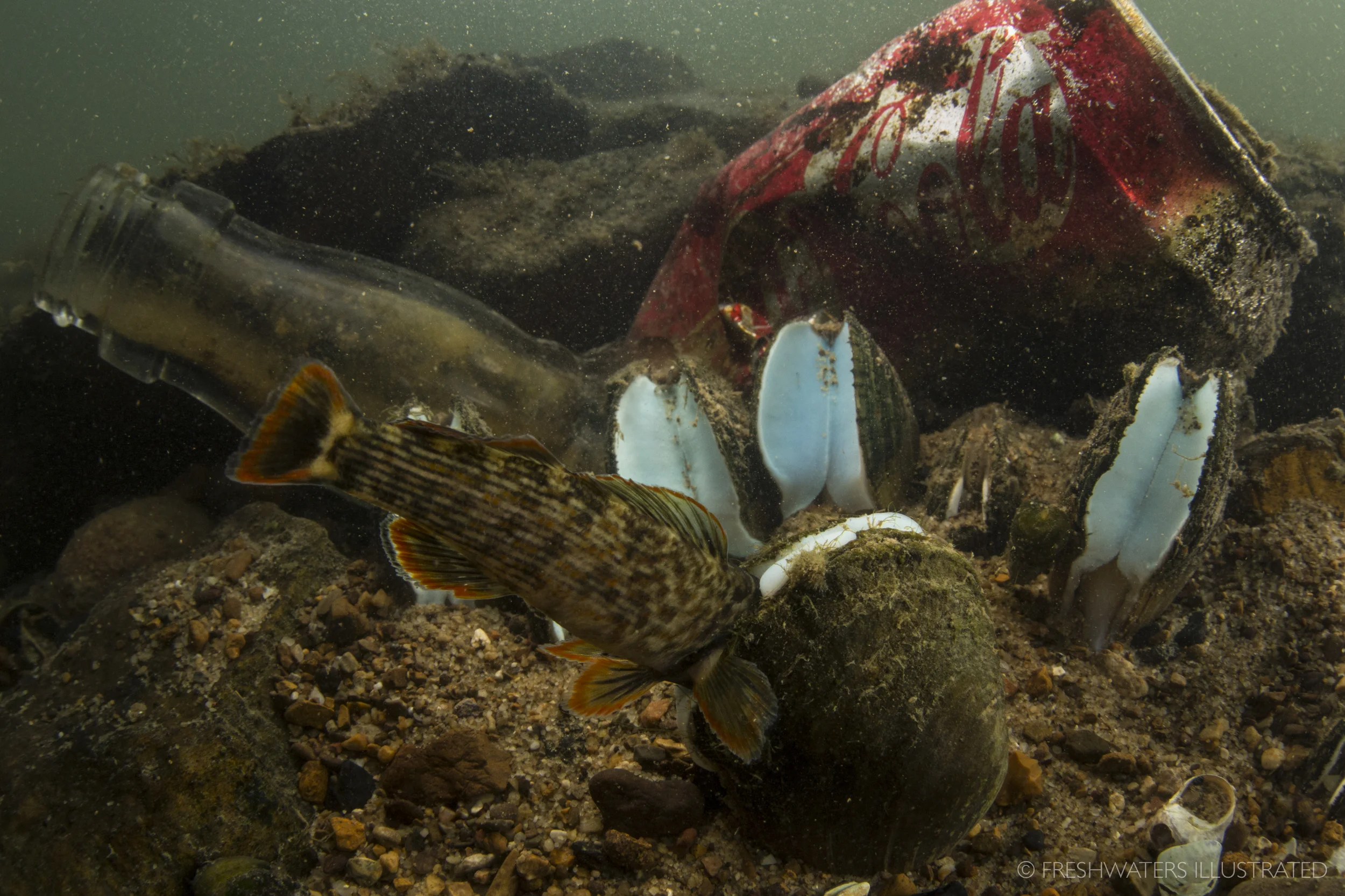 Home to 41 species of mussels (18 of which are endangered), over 100 species of fish, and a variety of other freshwater species, the Clinch river is among the most biodiverse rivers in North America. Unfortunately, much of this diversity is now under threat. From coal power plants to everyday trash, the health of the Clinch is severely impacted from a number of pollutants. Freshwater mussels also have some pretty interesting behaviors. Here a female Oyster mussel (Epioblasma capsaeformis) has trapped a fish host using a modified lure. After trapping the fish, the female places her young mussels (glochidia) onto the gills of the fish to help distribute her young. Clinch River, Tennessee www.FreshwatersIllustrate.org