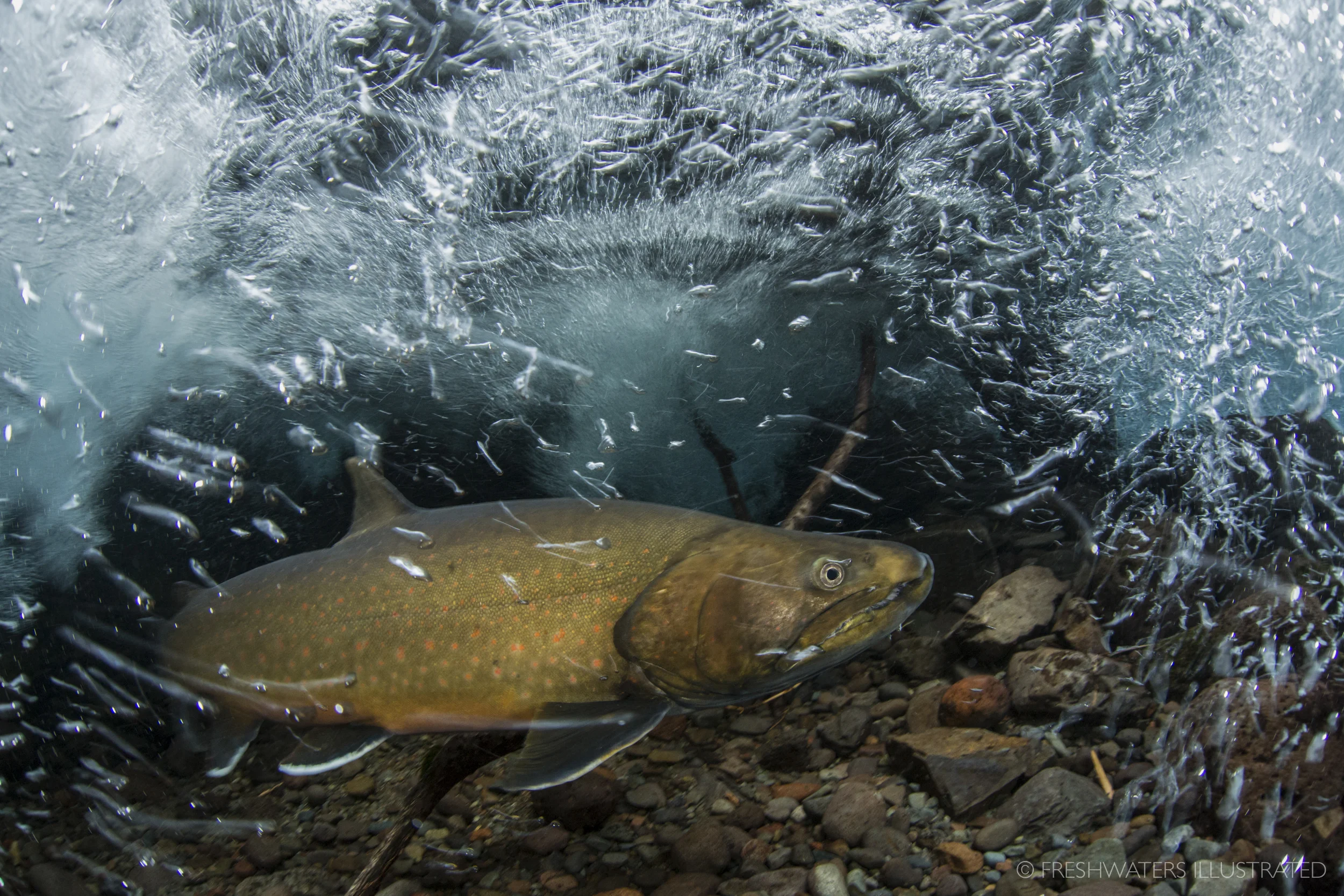 A large male bull trout (Salvelinus confluentus) fights the swift currents of a clear, cold Cascade spring stream. A Federally Threatened species, bull trout require the cleanest and coldest water to persist. Roaring River, Oregon www.FreshwatersIllustrated.org