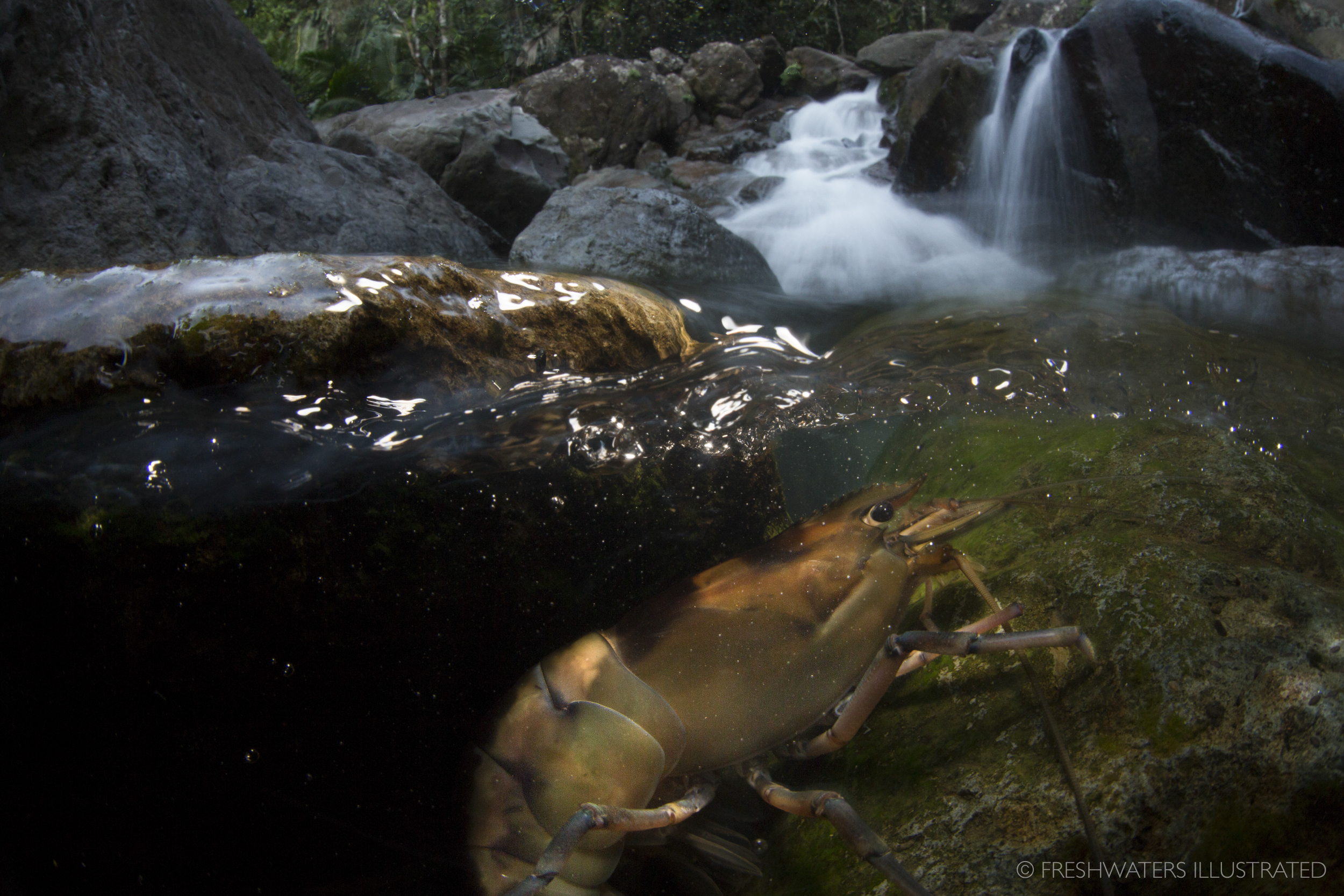  A large freshwater shrimp (Macrobrachium carcinus) precariously navigates up a small cascade in the headwaters of Puerto Rico's El Yunque National Forest. El Yunque NationalForest, Puerto Rico  www.FreshwatersIllustrated.org  