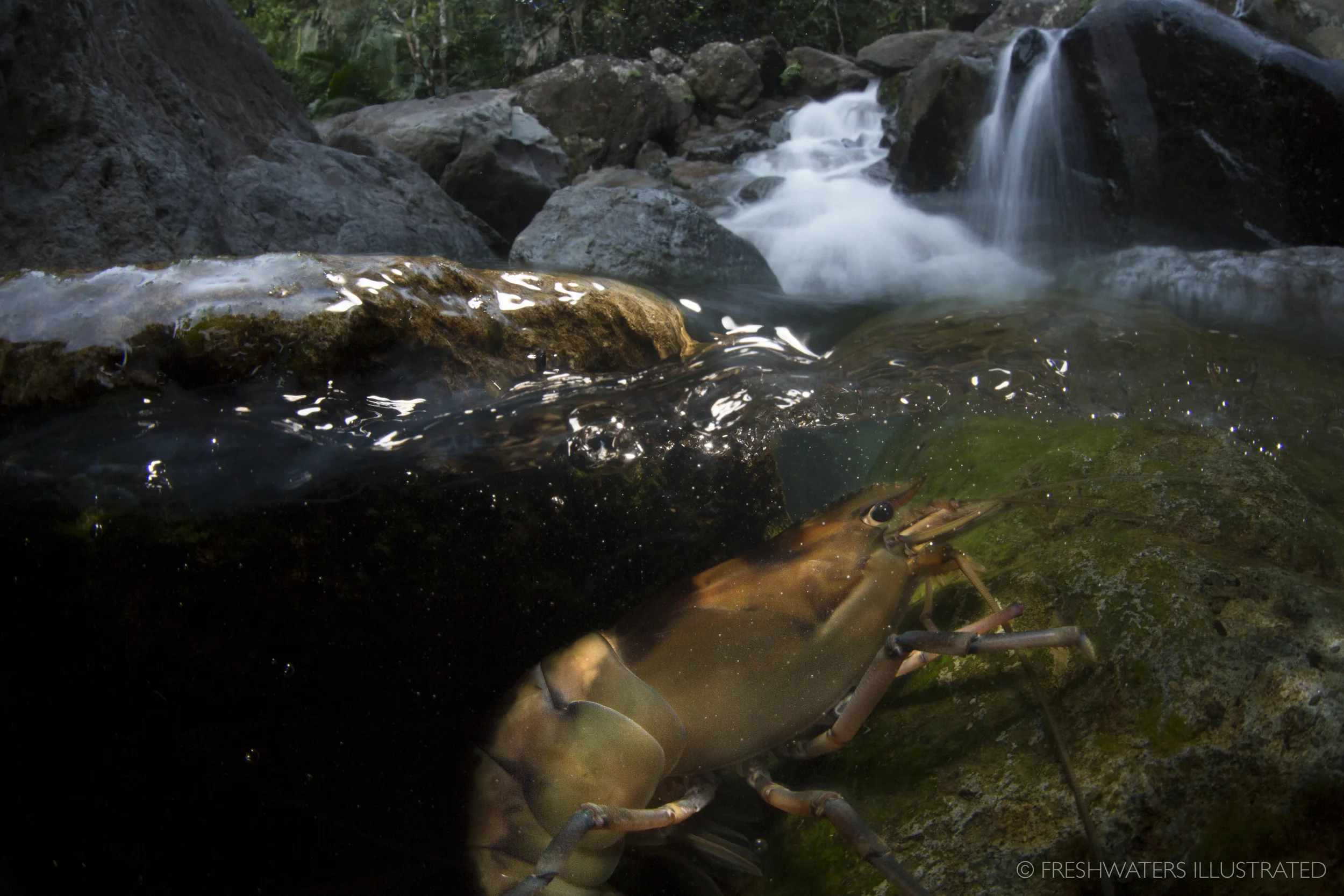 A large freshwater shrimp (Macrobrachium carcinus) precariously navigates up a small cascade in the headwaters of Puerto Rico's El Yunque National Forest. El Yunque NationalForest, Puerto Rico www.FreshwatersIllustrated.org