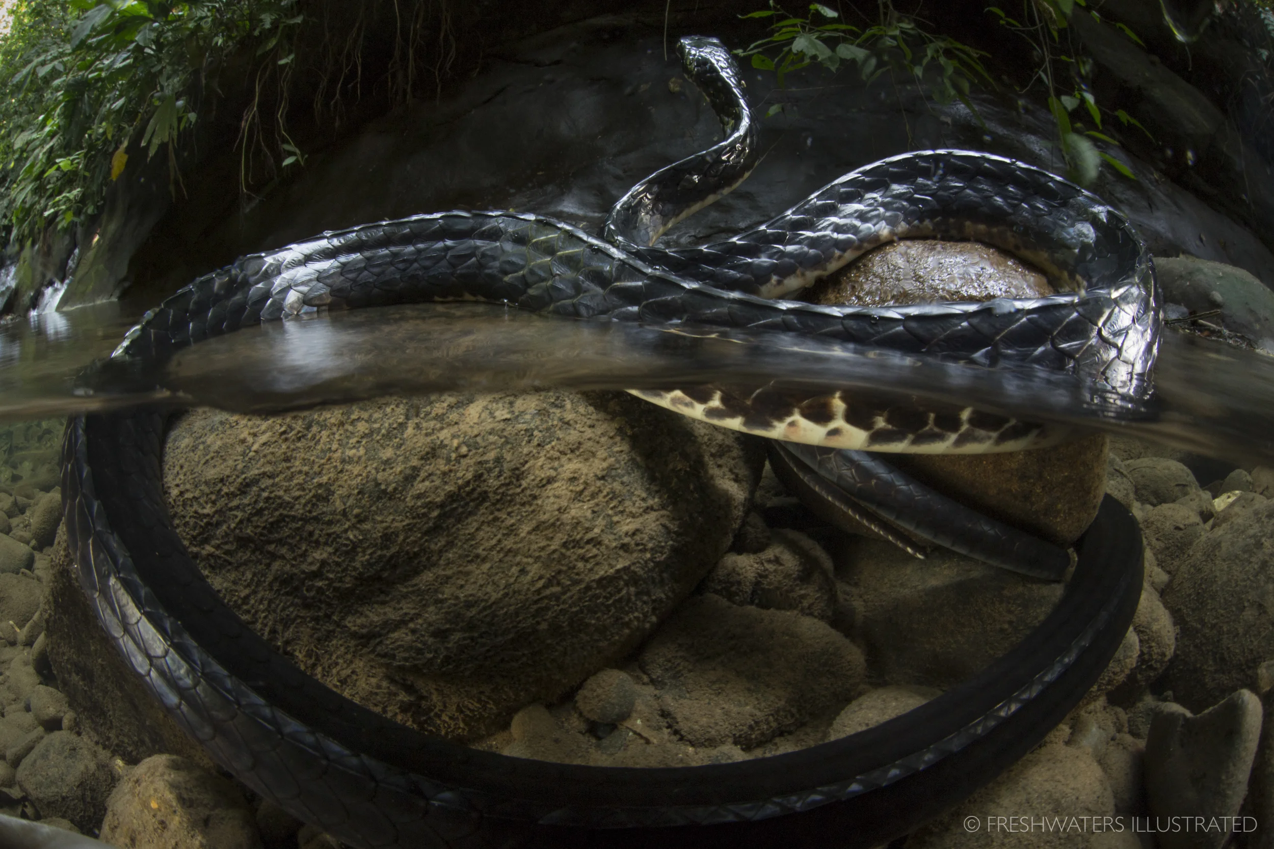 Mussurana (Clelia clelia) Rio Carbon, Costa Rica