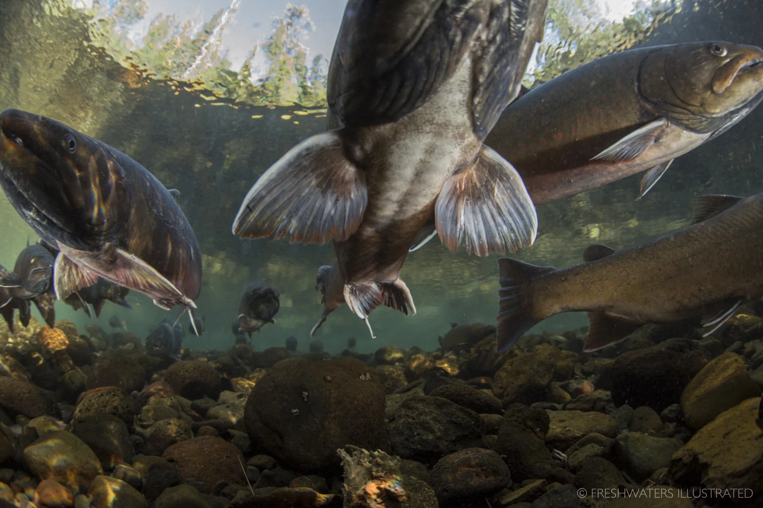 With power and grace, a school of large bull trout hold in a small headwater stream of Oregon’s Metolius River. Only enduring in the coldest, clearest, healthiest waters, these voracious predators are truly a symbol of a wild river’s perseverance. Metolius River, Oregon www.FreshwatersIllustrated.org