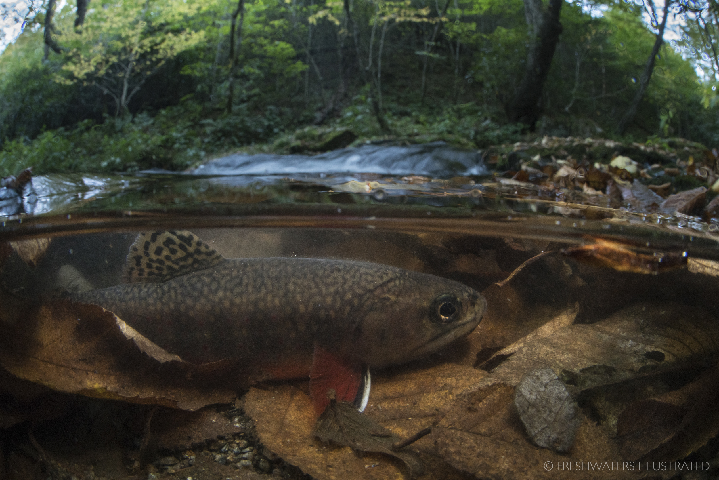  A Southern Appalachian brook trout hides within a layer of freshly fallen leaves in the Great Smoky Mountains National Park. Nearly wiped out, these iconic fish are now making a comeback. Smoky Mountain National Park, Tennessee  www.FreshwatersIllus