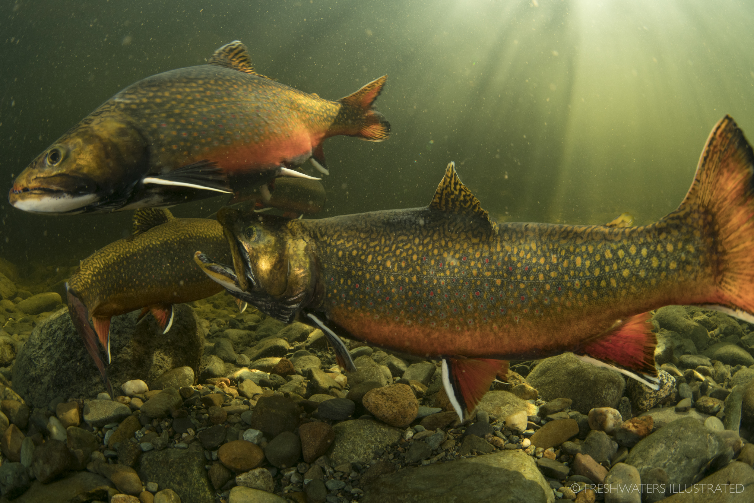  Two male Brook Trout (Salvelinus fontinalis) fight over the opportunity to spawn with a female. Magalloway River, Maine  www.FreshwatersIllustrated.org  