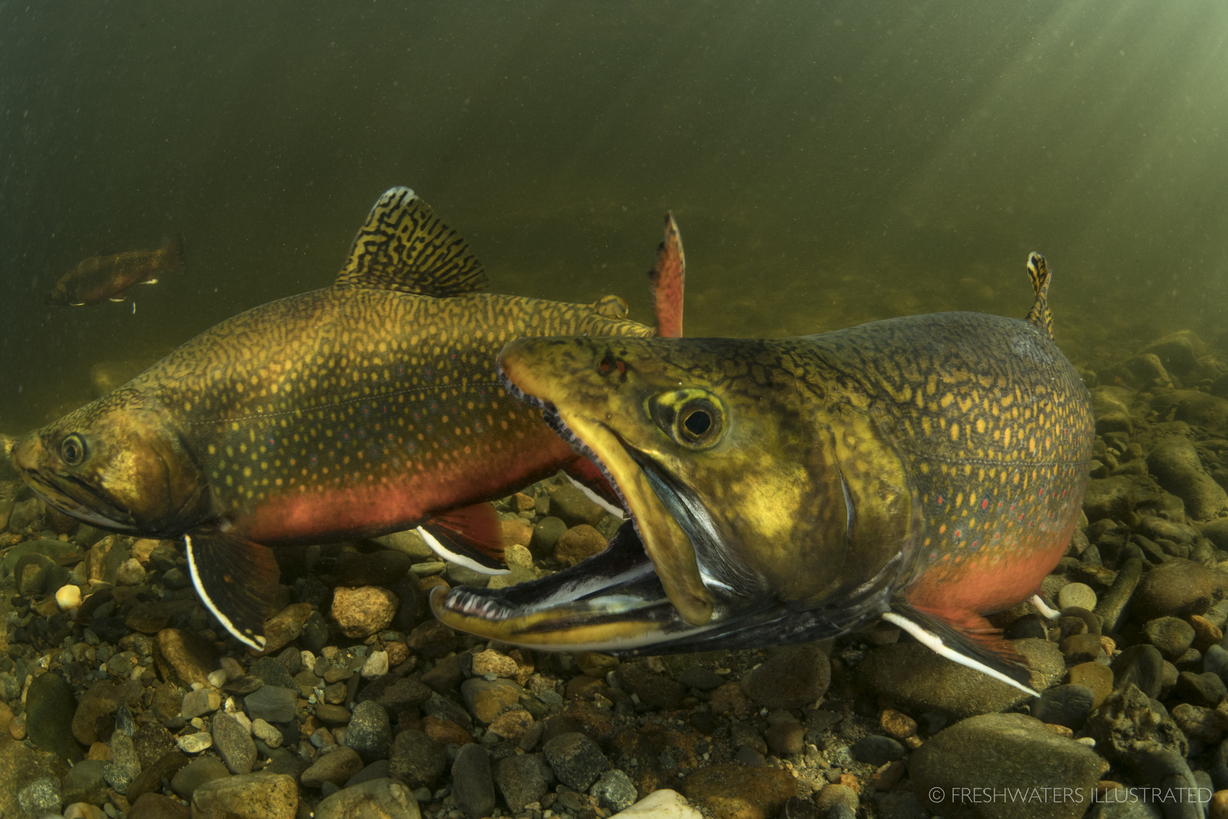  Two male Brook Trout (Salvelinus fontinalis) fight over the opportunity to spawn with a female. Magalloway River, Maine  www.FreshwatersIllustrated.org  
