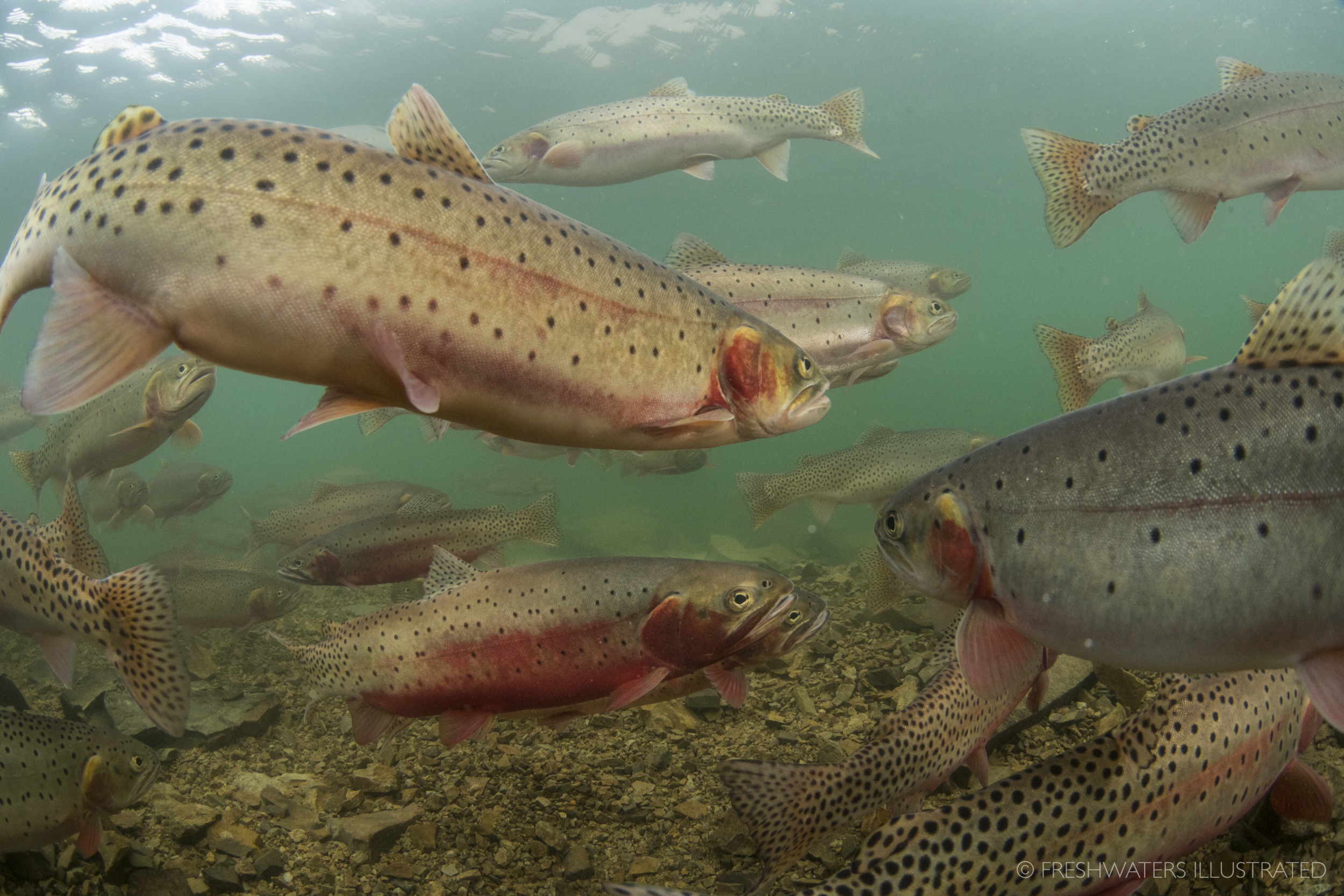  Swimming the line between chaos and grace a large aggregation of Colorado River Cutthroat trout arrive at their spawning grounds in an alpine lake of Colorado's high country. One of three remaining cutthroat subspecies found in Colorado, this native