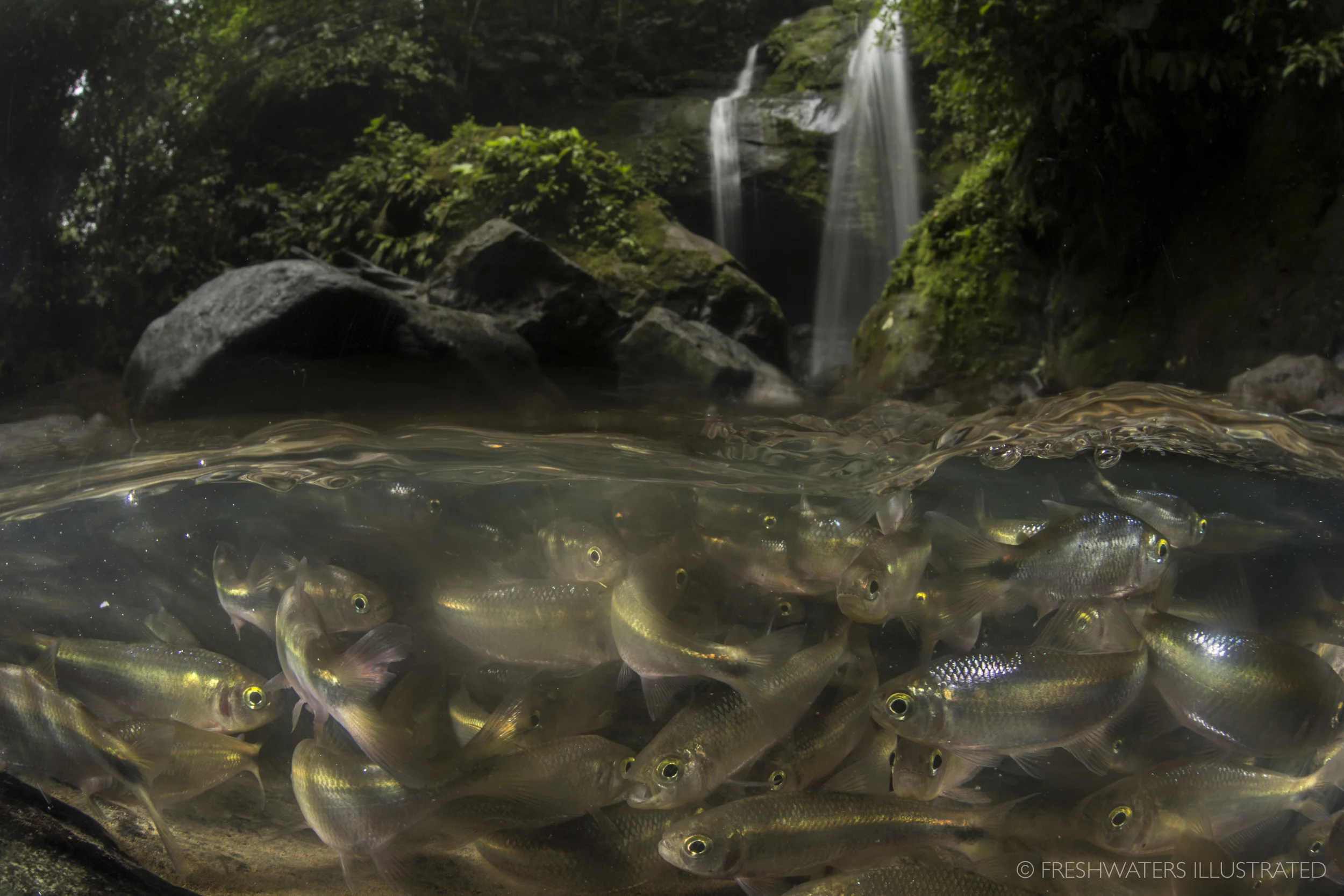 Schooling Creek Tetra (Bryconamericus scleroparius) Rio Carbon, Costa Rica www.FreshwatersIllustrated.org