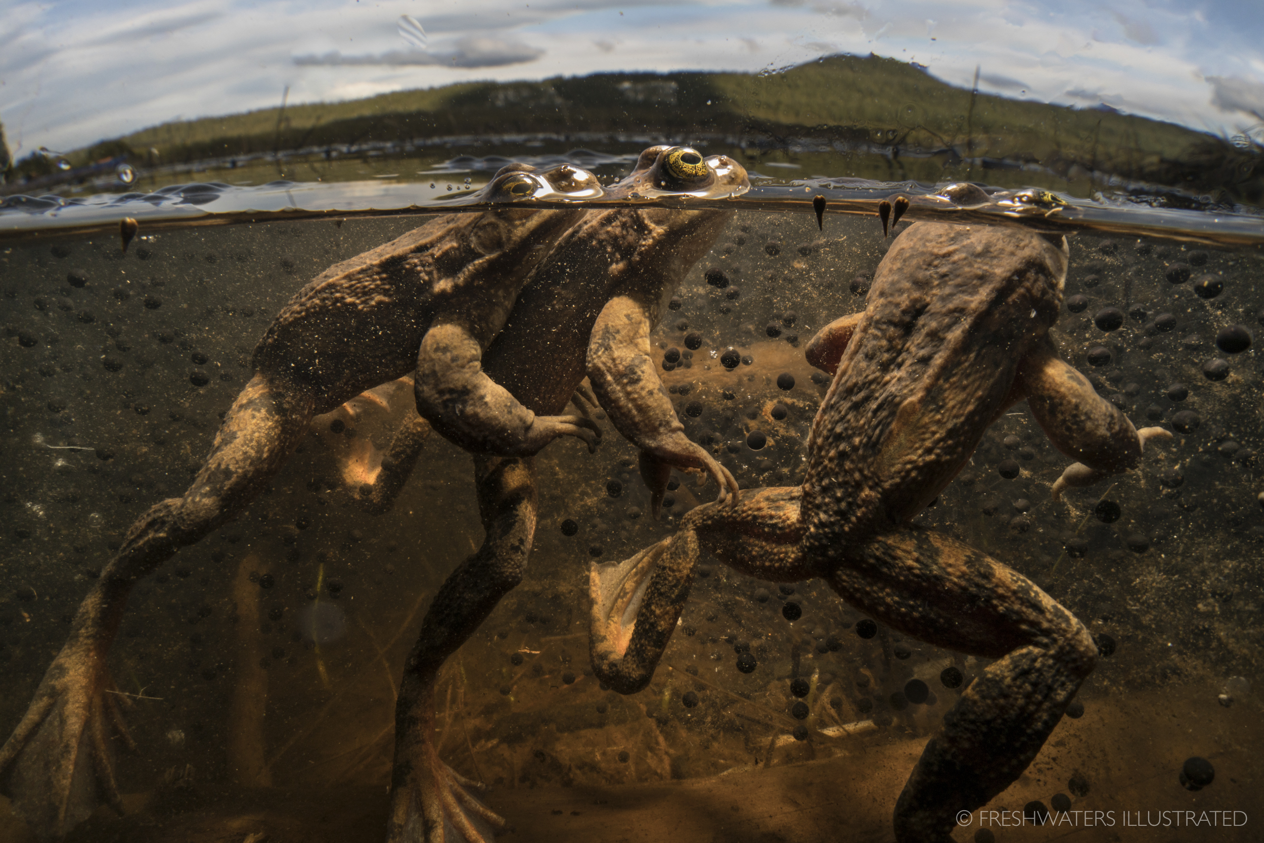  Scuffling for position amongst a giant mass of floating orbs, a group of male Oregon spotted frogs (Rana pretiosa) patiently await the arrival of egg filled females . With large congregations of females laying their eggs in the same area, giant mats