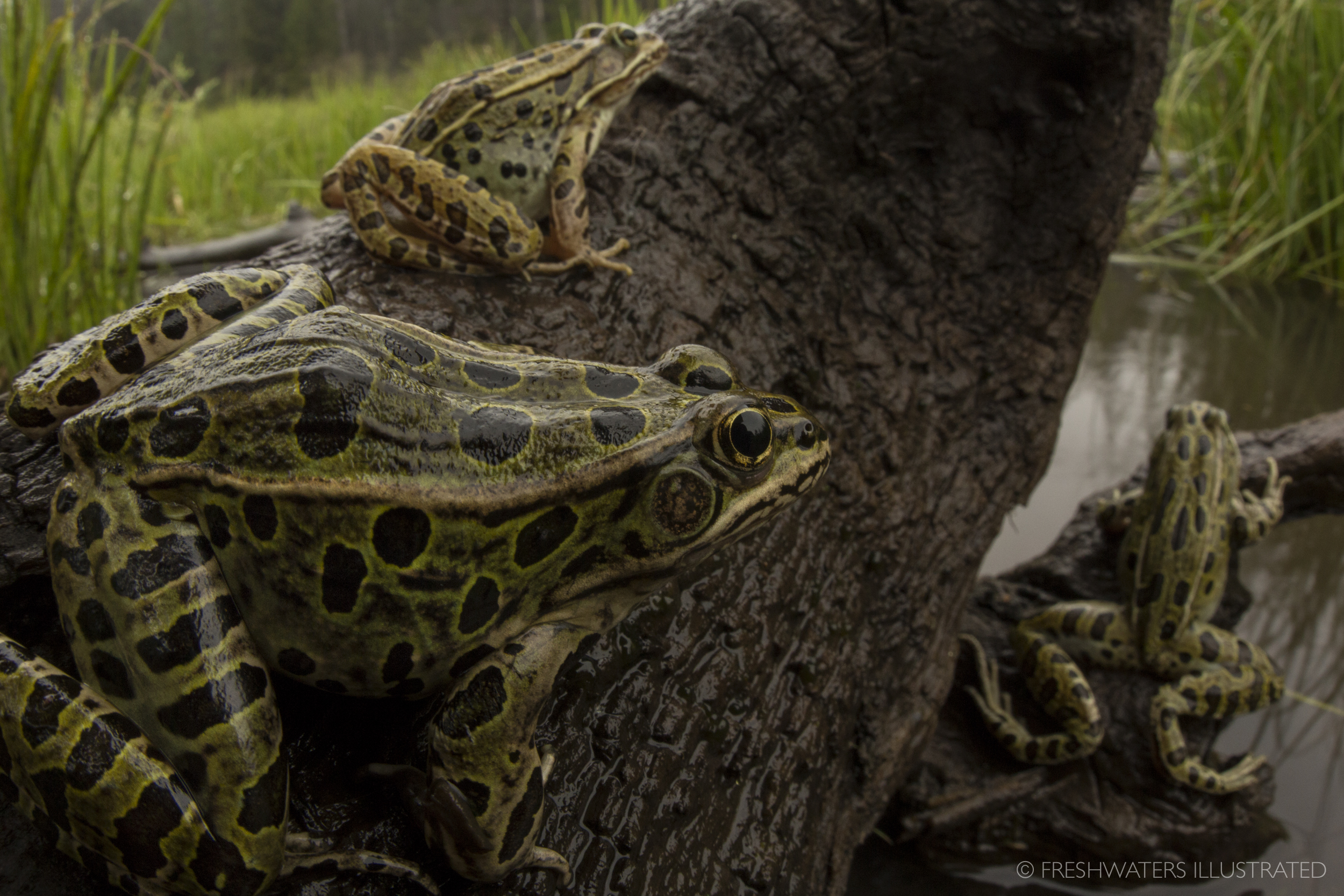  Once extremely common in many wetlands throughout the Northern and Western parts of the US, the Northern Leopard frog (Rana pipiens) has been lost from vast portions of its native range. Especially in the West, where scenes such as this are becoming