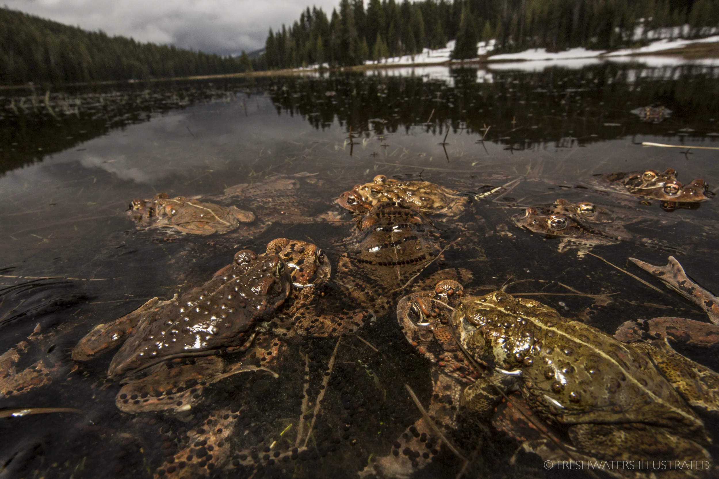 In the shadows of of Oregon's Mount Bachelor hundreds of western toads (Anaxyrus boreas) are on the move in search of potential mates. The alpinists of the amphibian world, these tough mountain toads emerge to breed right as the snowpack and ice begin melting from the landscape. Cascades, Oregon www.FreshwatersIllustrated.org