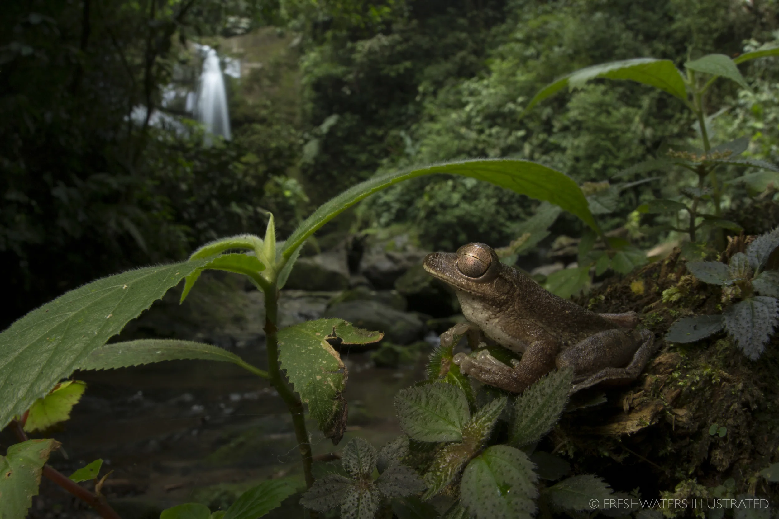 Drab Treefrog (Smilisca sordida) Rio Carbon, Costa Rica