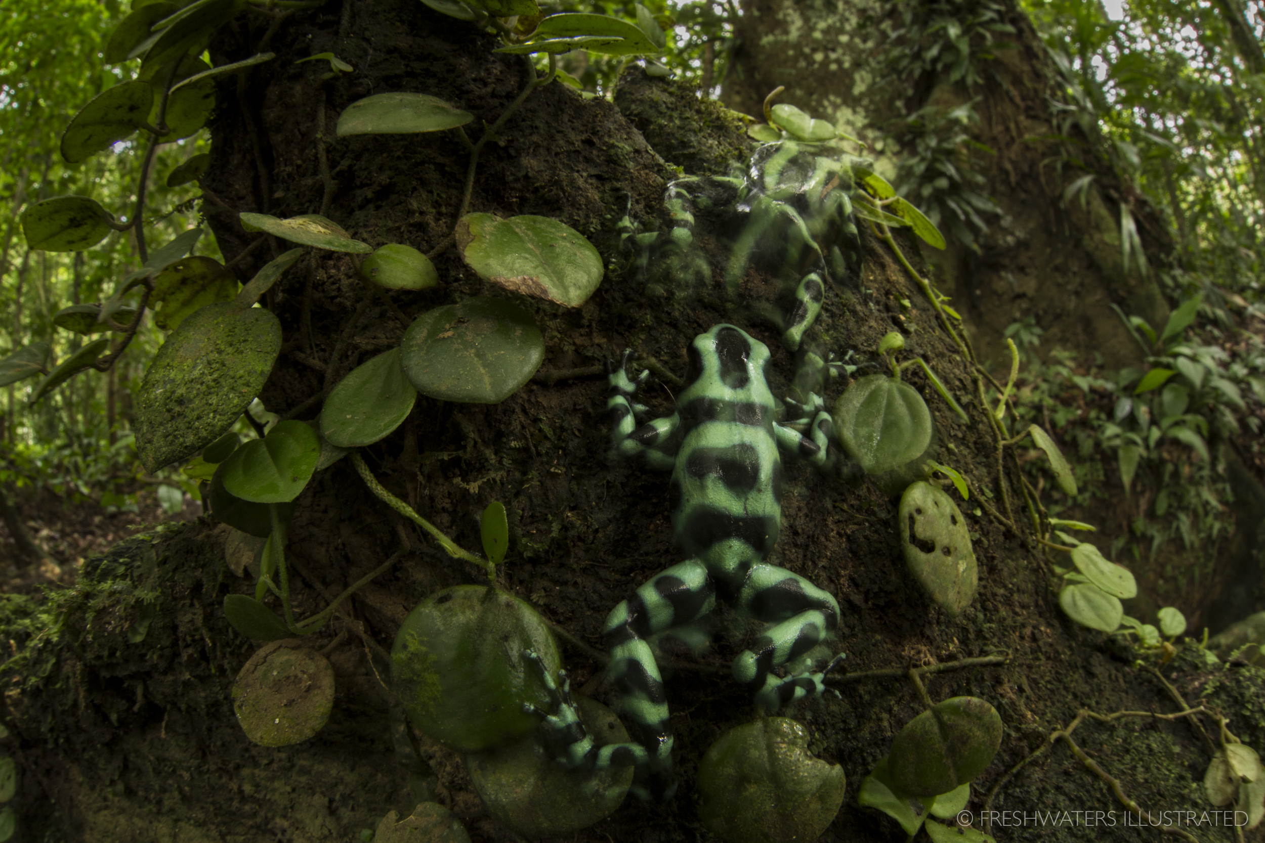  Territorial dispute between two green and black poison dart frogs (Dendrobates auratus) Talamanca, Costa Rica 