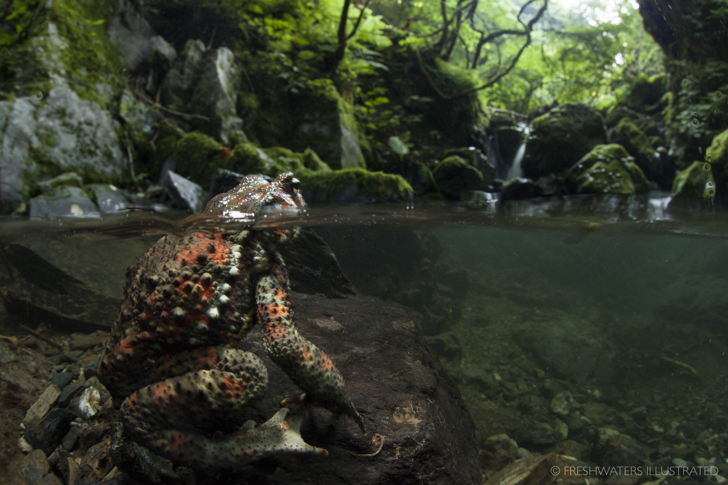 Japanese Stream Toad (Bufo torrenticora) Japan  www.FreshwatersIllustrated.org  