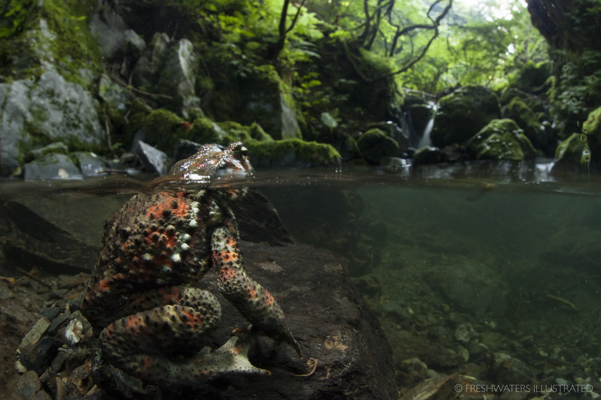 Japanese Stream Toad (Bufo torrenticora) Japan www.FreshwatersIllustrated.org