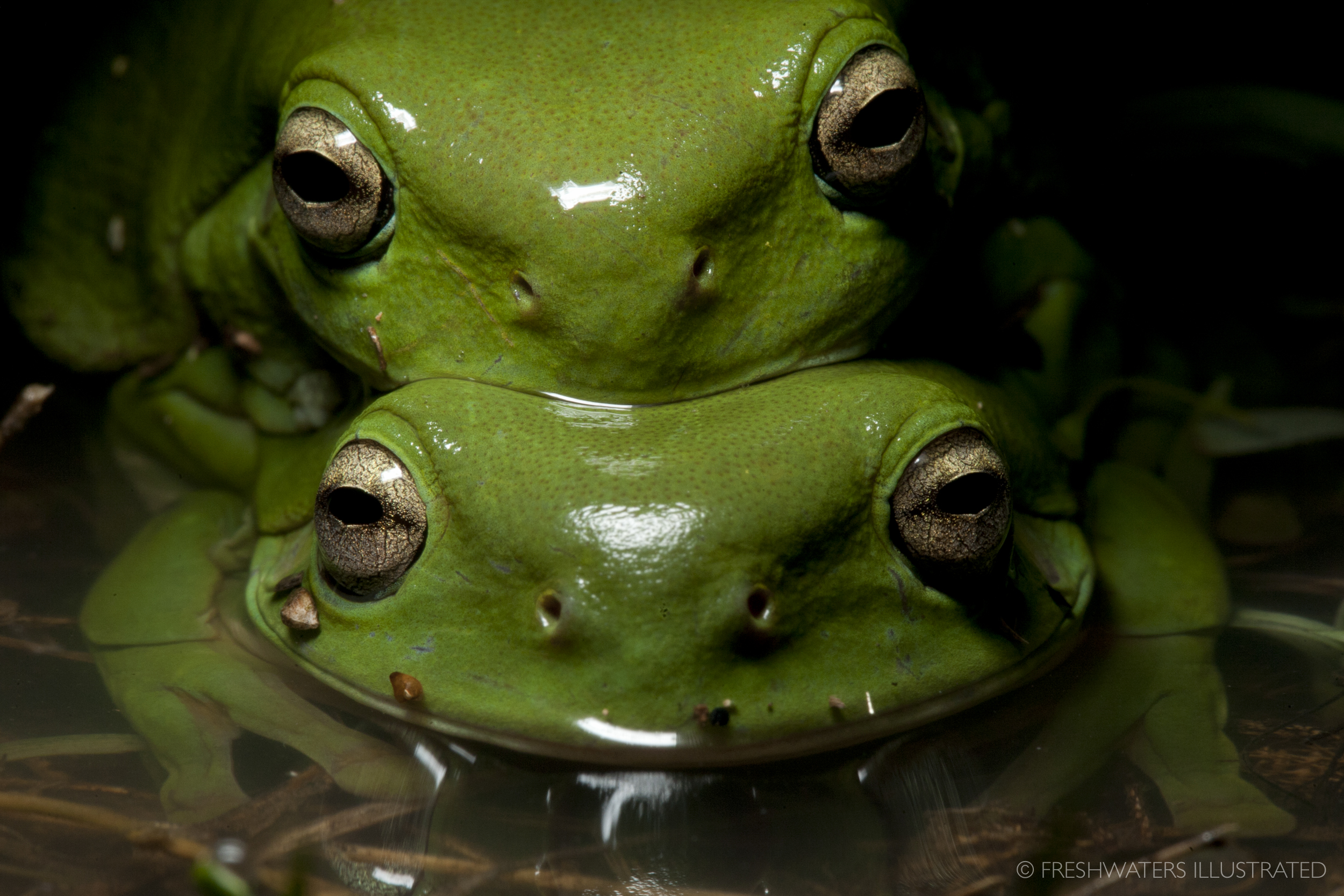  Green tree frogs (Litoria caerulea) in amplexus Macquarie Marshes, Australia 