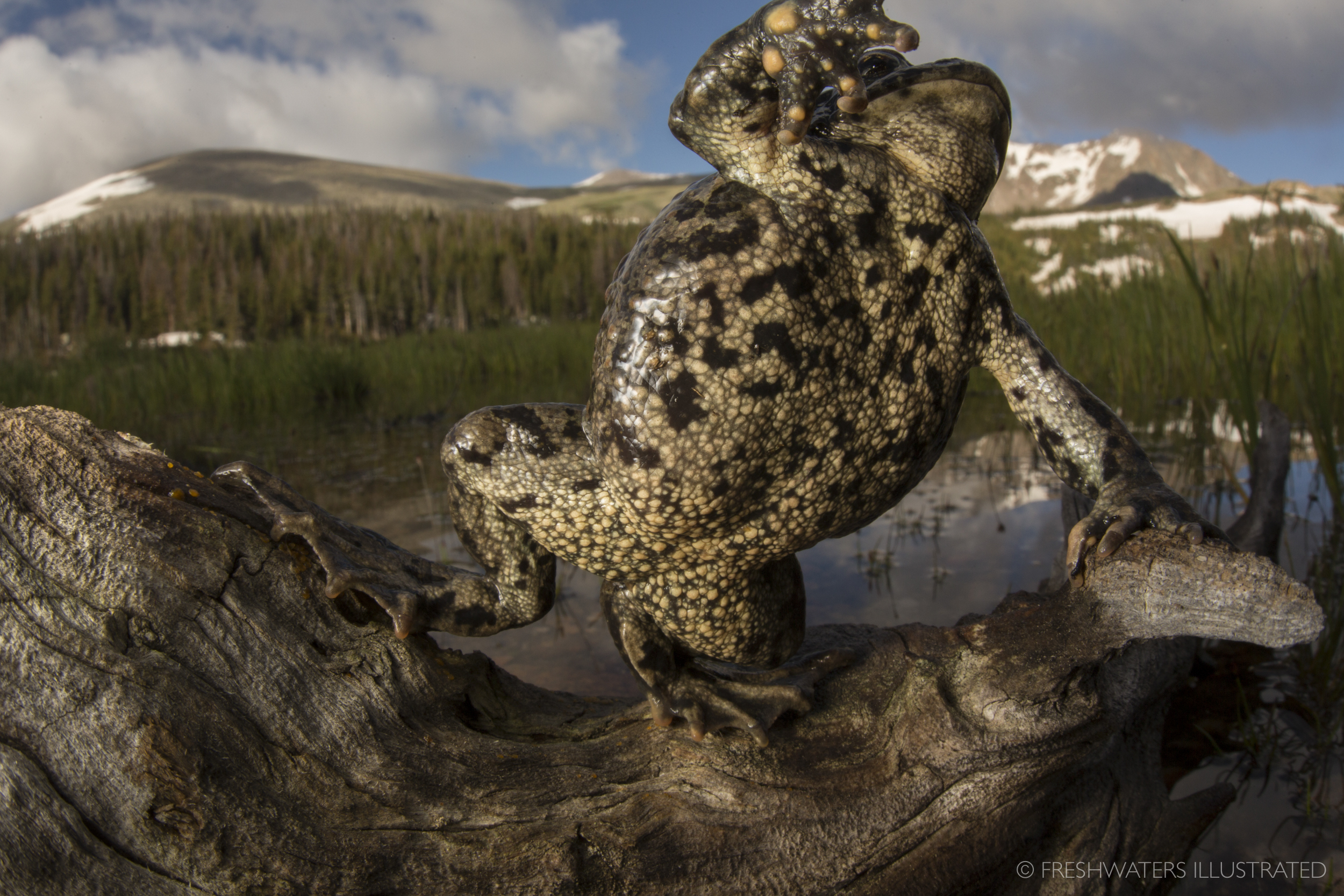  Boreal toad (Anaxyrus boreas) Rocky Mountain National Park, Colorado  www.FreshwatersIllustrated.org  