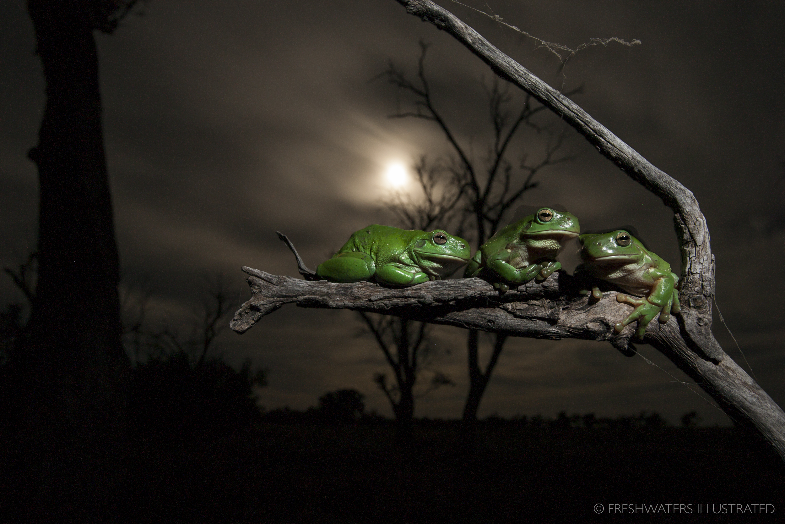  Green tree frogs (Litoria caerulea) Macquarie Marshes, Australia 