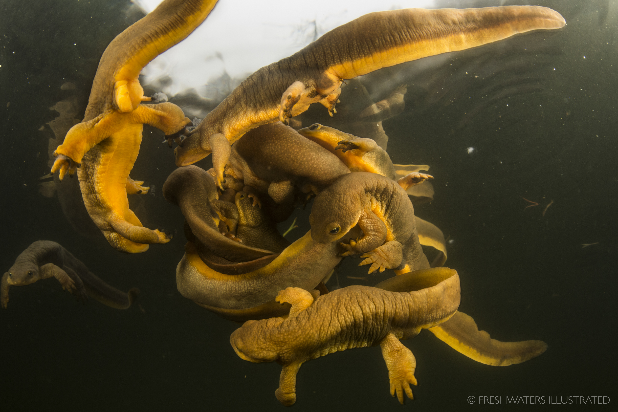  Rough skinned newts (Taricha granulosa) gather in a Coast Range pond to mate in early spring. Coast Range pond, Oregon  www.FreshwatersIllustrated.org  