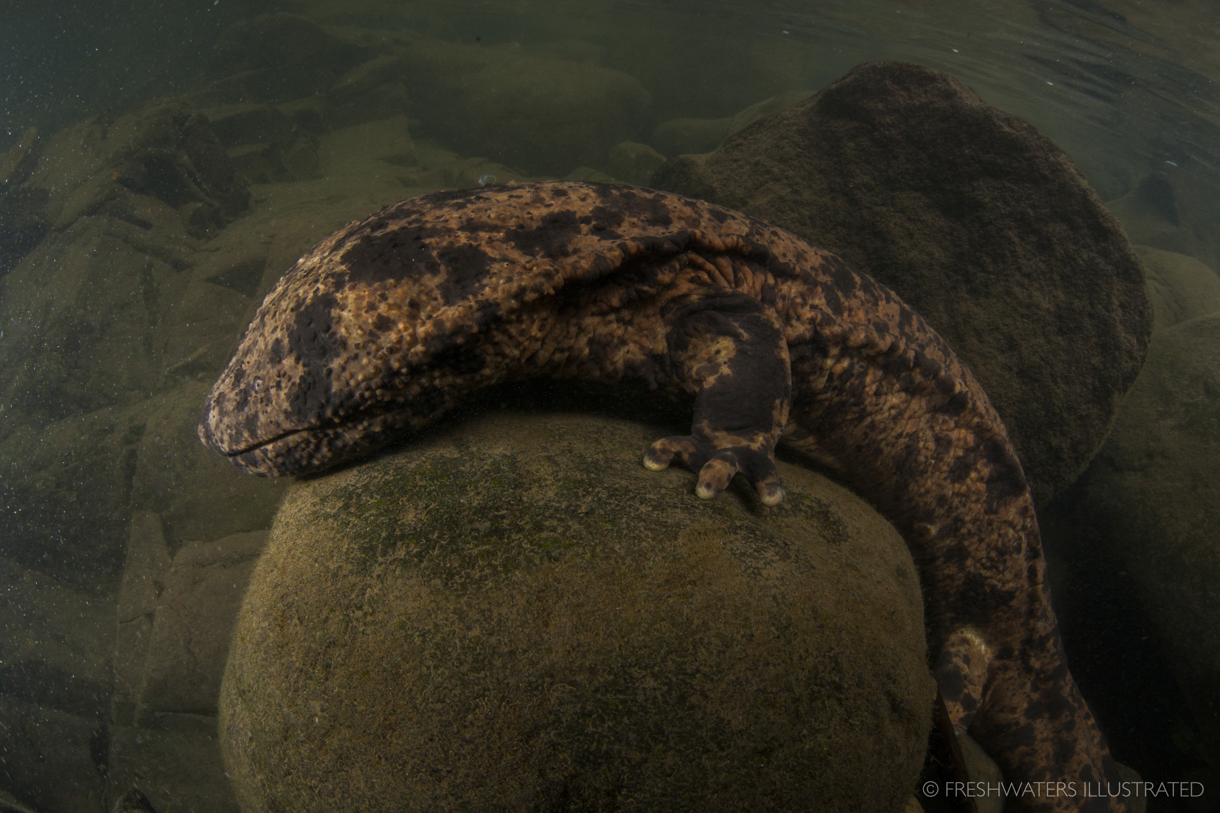  Japanese giant salamander (Andrias japonicus) Japan  www.FreshwatersIllustrated.org  
