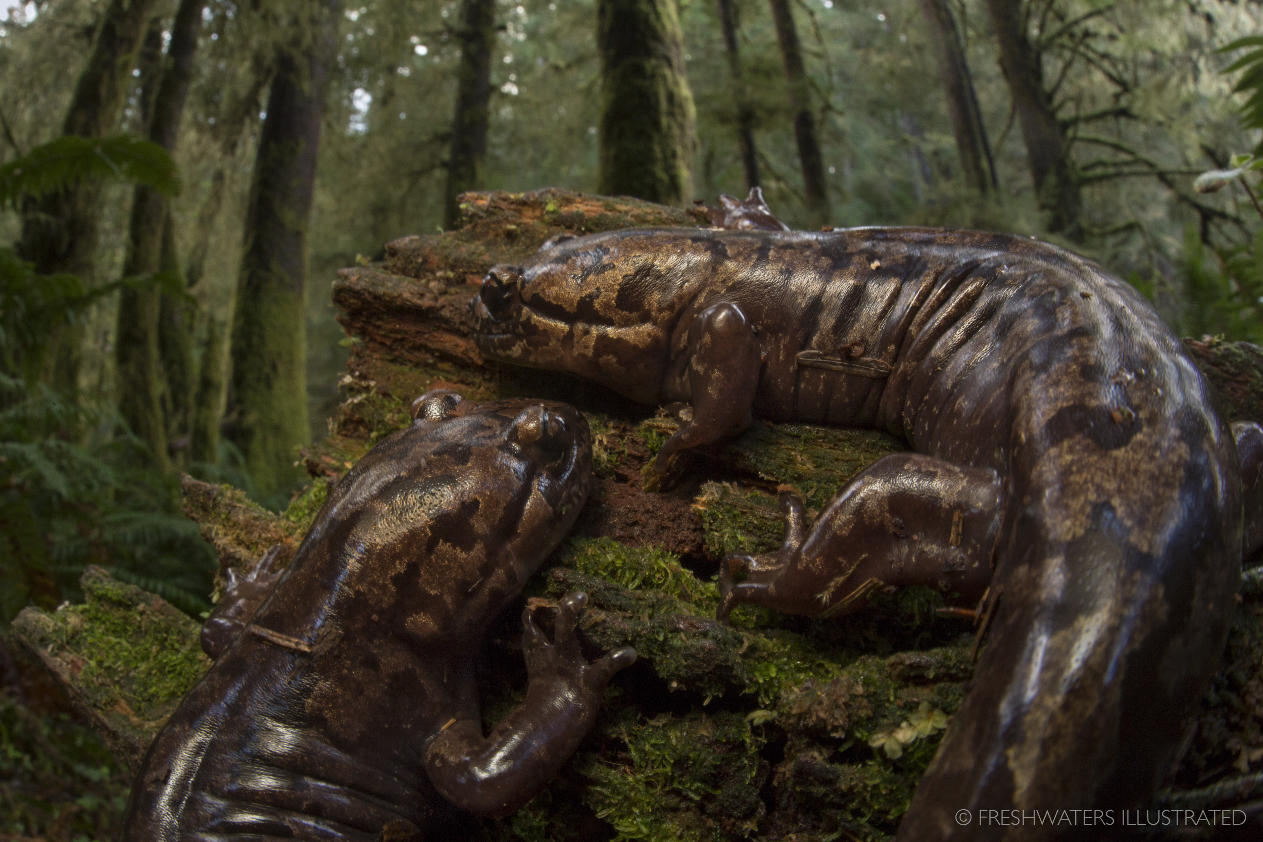  Terrestrial pacific giant salamanders (Dicamptodon tenebrosus) in an old growth forest. Cummins Creek, Oregon  www.FreshwatersIllustrated.org  