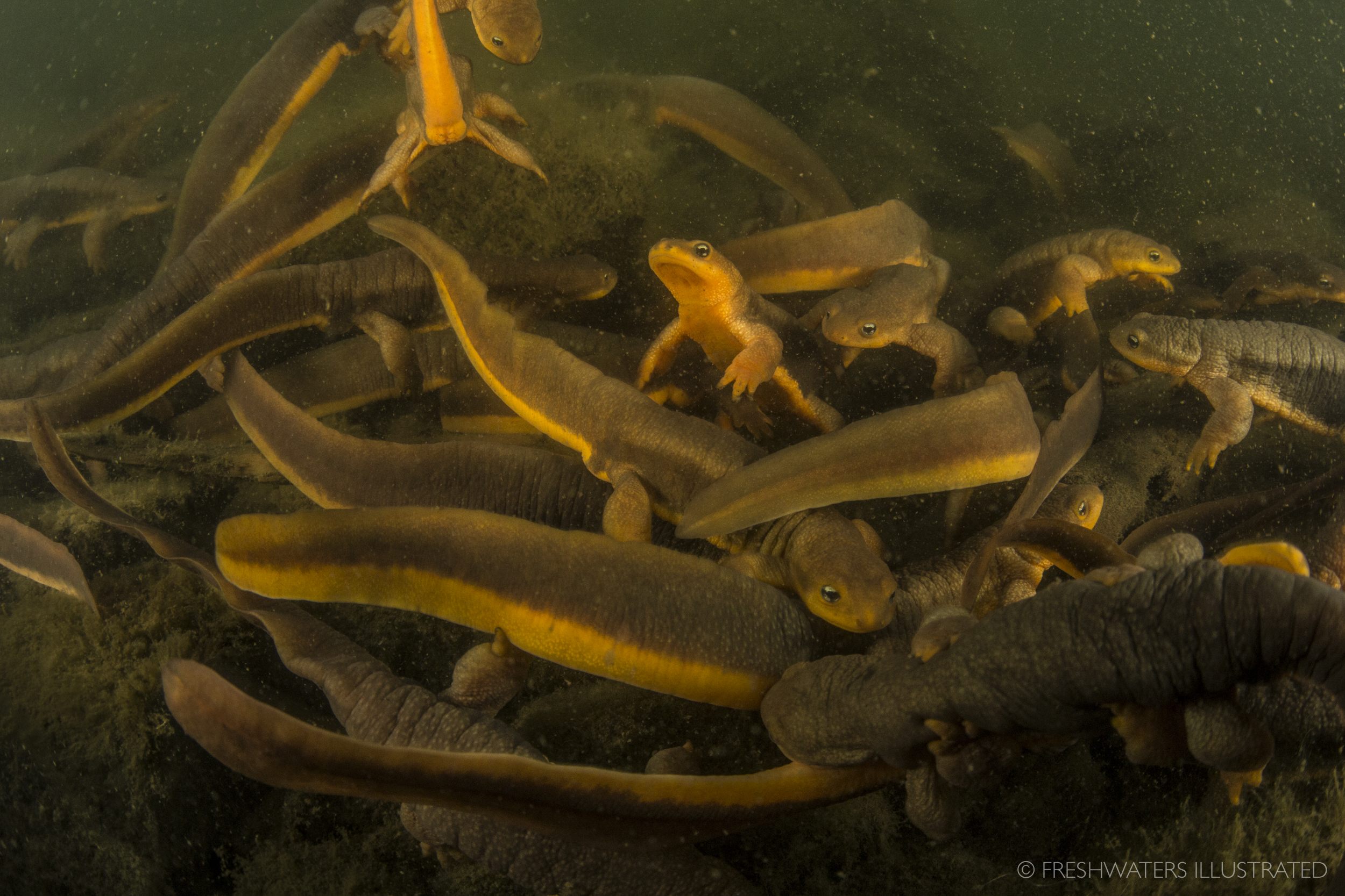  Rough skinned newts (Taricha granulosa) gather in a Coast Range pond to mate in early spring. Coast Range pond, Oregon  www.FreshwatersIllustrated.org  