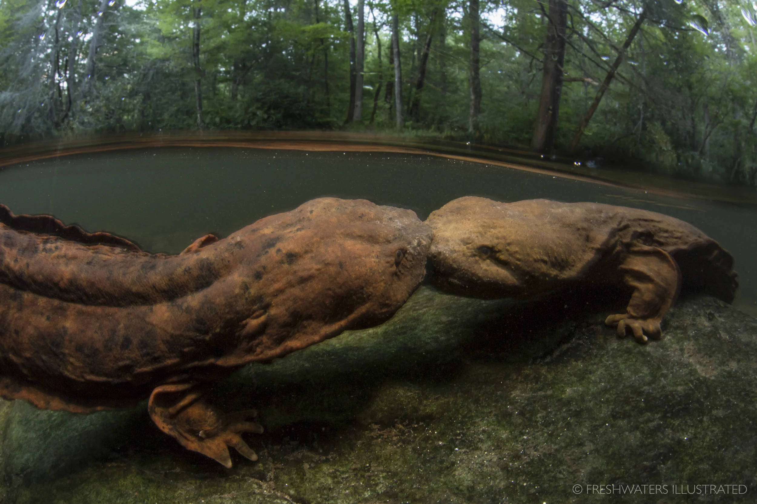 Two male Eastern hellbenders (Cryptobranchus alleganiensis) fight over prime breeding habitat. North Carolina www.FreshwatersIllustrated.org