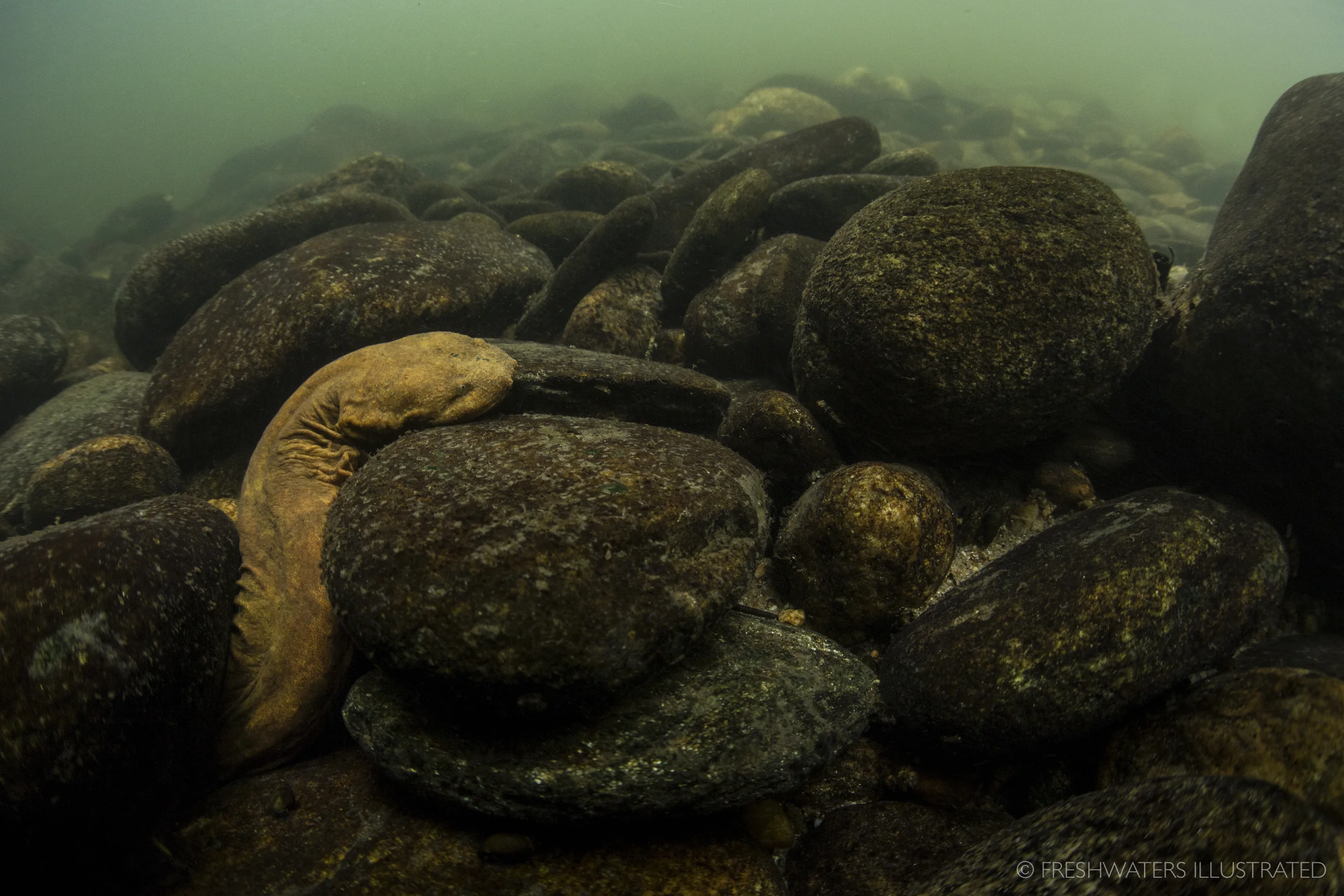 An Eastern Hellbender (Cryptobranchus alleganiensis) hides in the riverbed North Carolina www.FreshwatersIllustrated.org