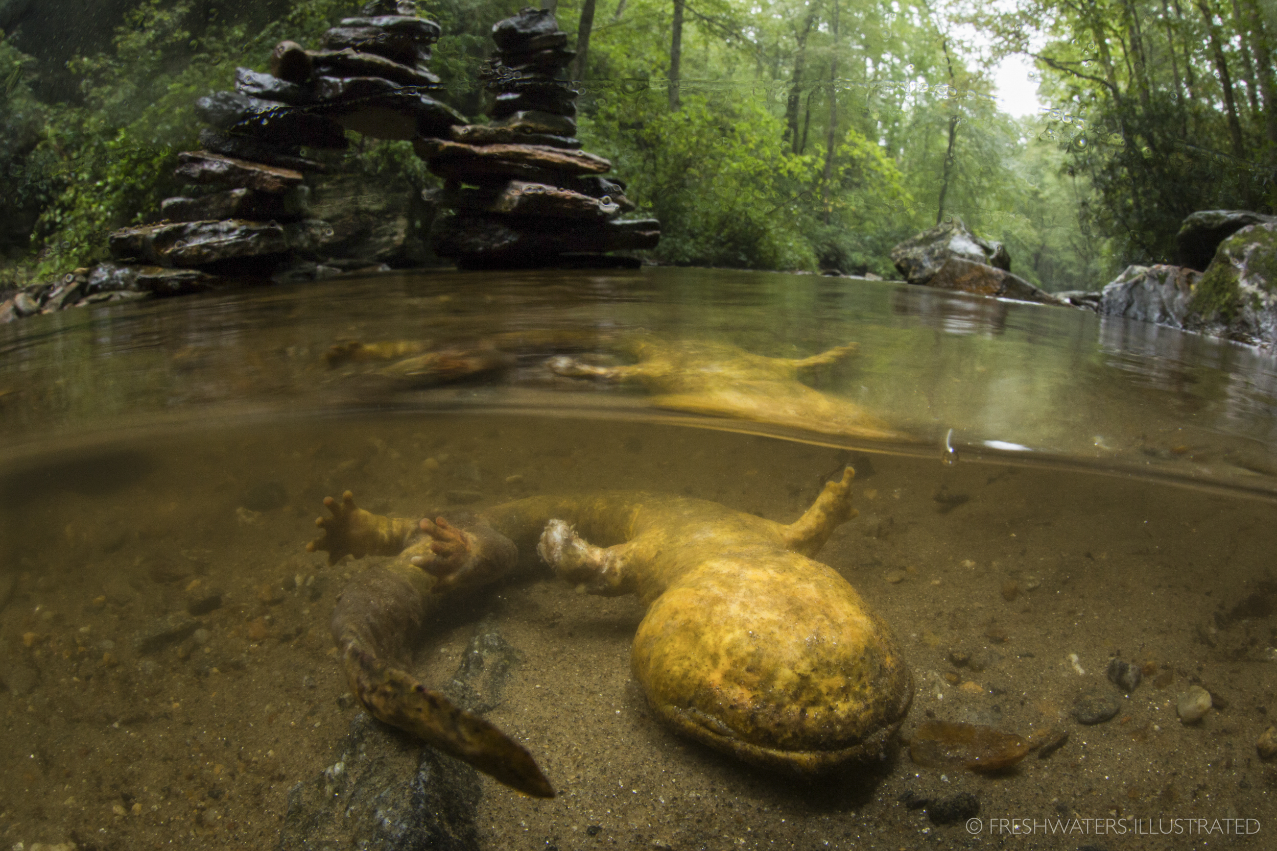  Unfortunately most people are unaware of the detrimental impacts that can come from moving rocks in a river to build dams or rock sculptures. The death of this female hellbender was the result of people moving large flat rocks to build a rock sculpt